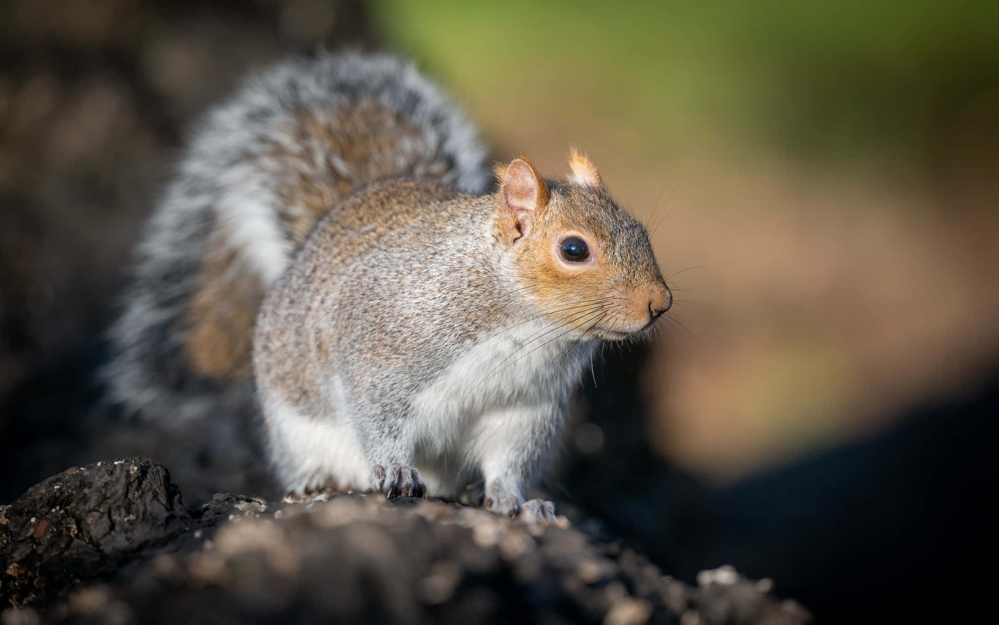 Grey Squirrel, tree stump, sunlit, Full HD Desktop Wallpaper