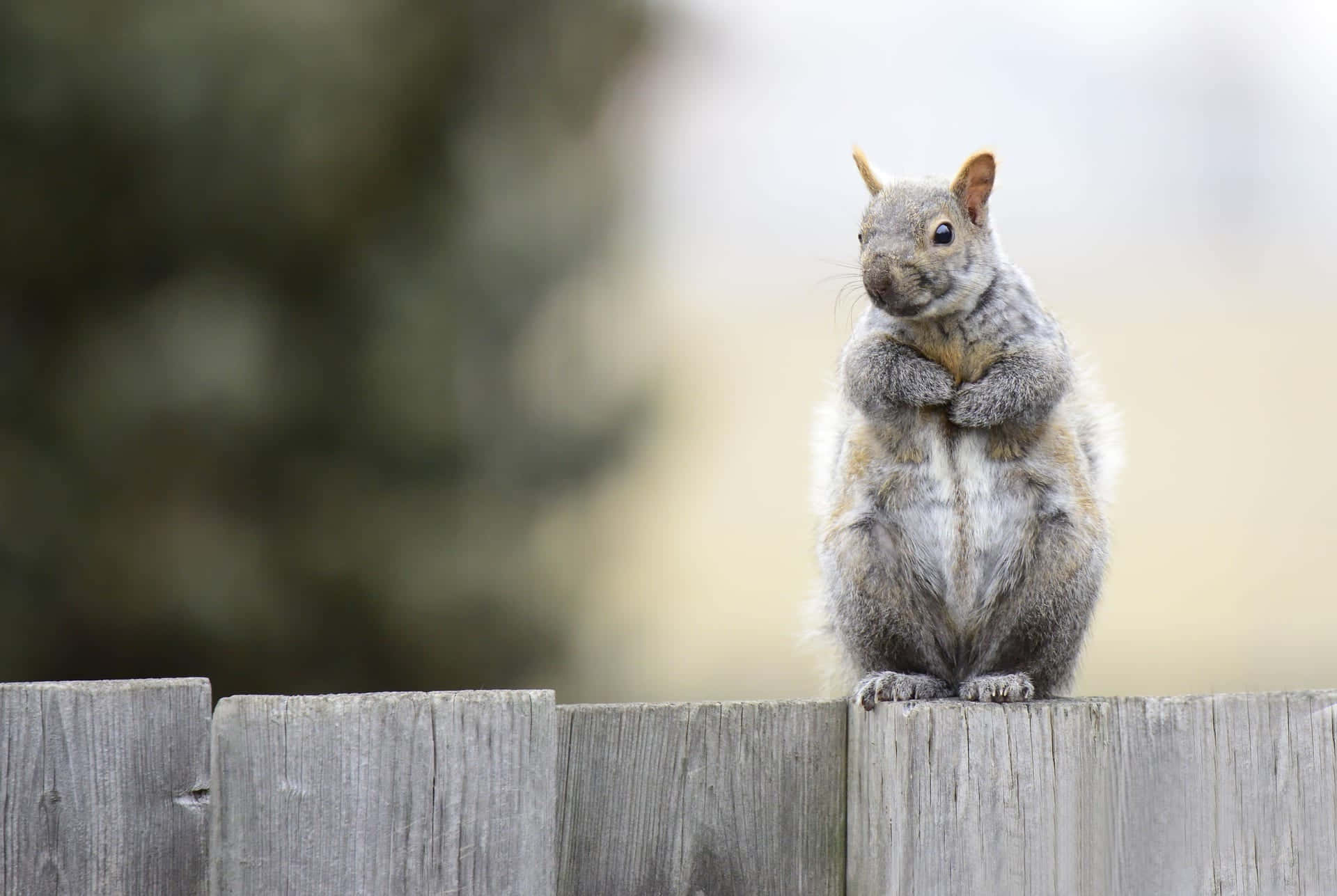 Grey Squirrel, fence, weathered wooden fence post, Full HD Desktop Wallpaper
