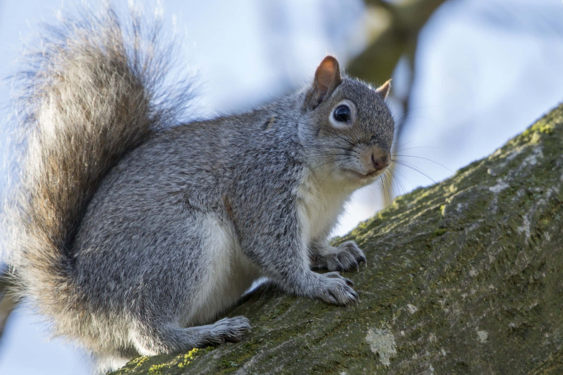 Grey Squirrel, tree branch, mossy, Full HD Desktop Wallpaper