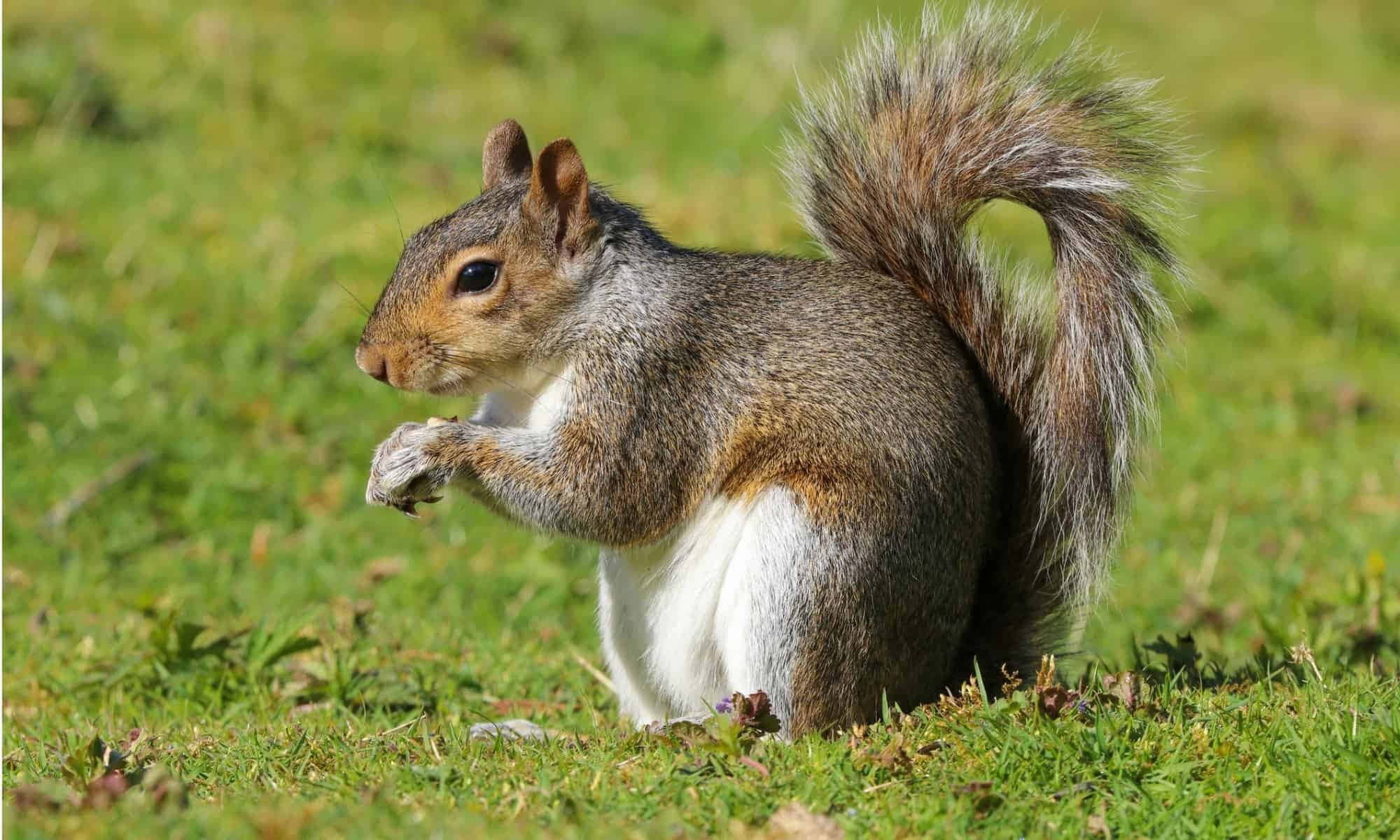 Grey Squirrel, green grass, bushy tail, Full HD Desktop Wallpaper