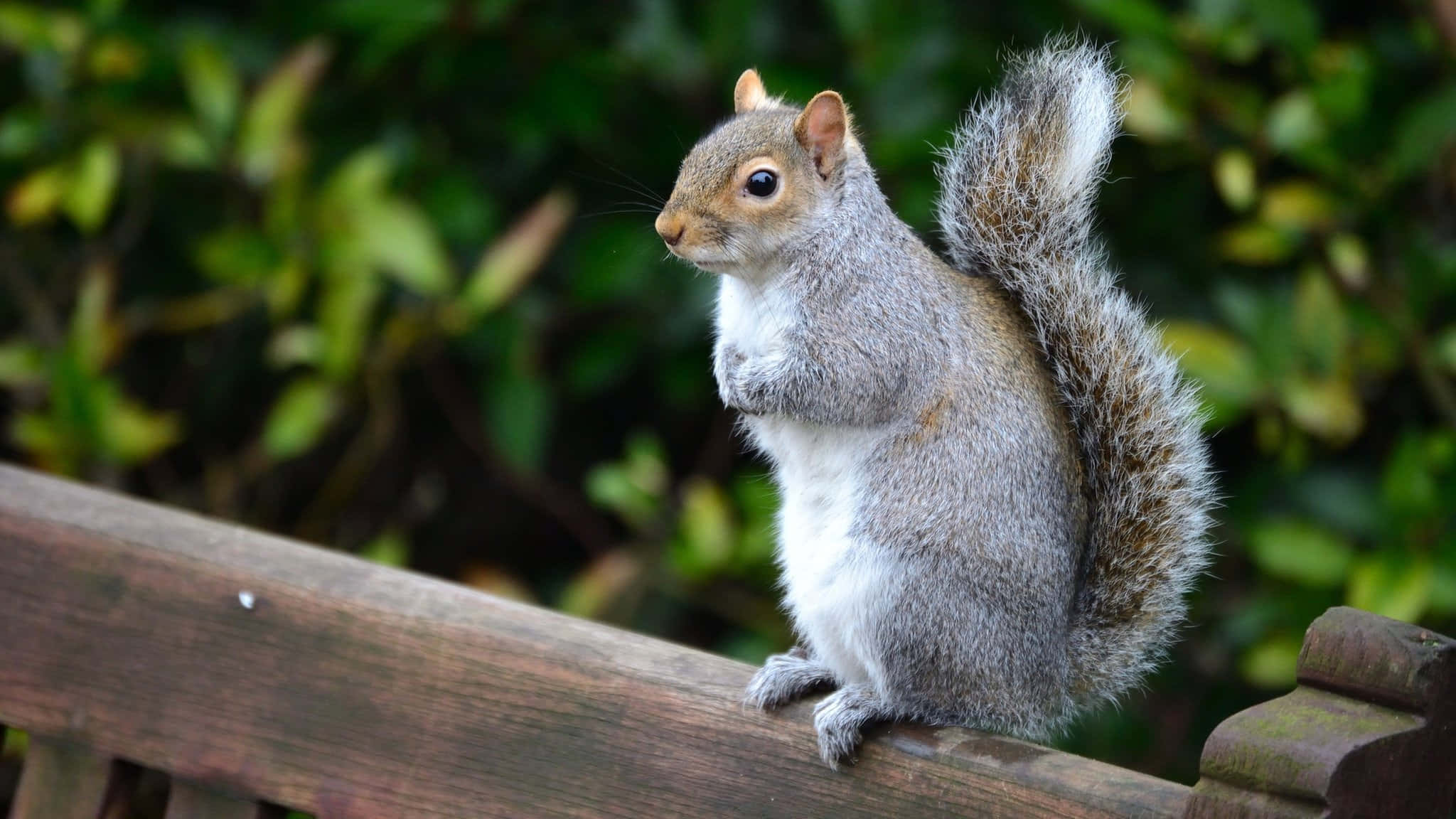 Grey Squirrel, weathered wooden fence, soft-focus green foliage background, Full HD Desktop Wallpaper