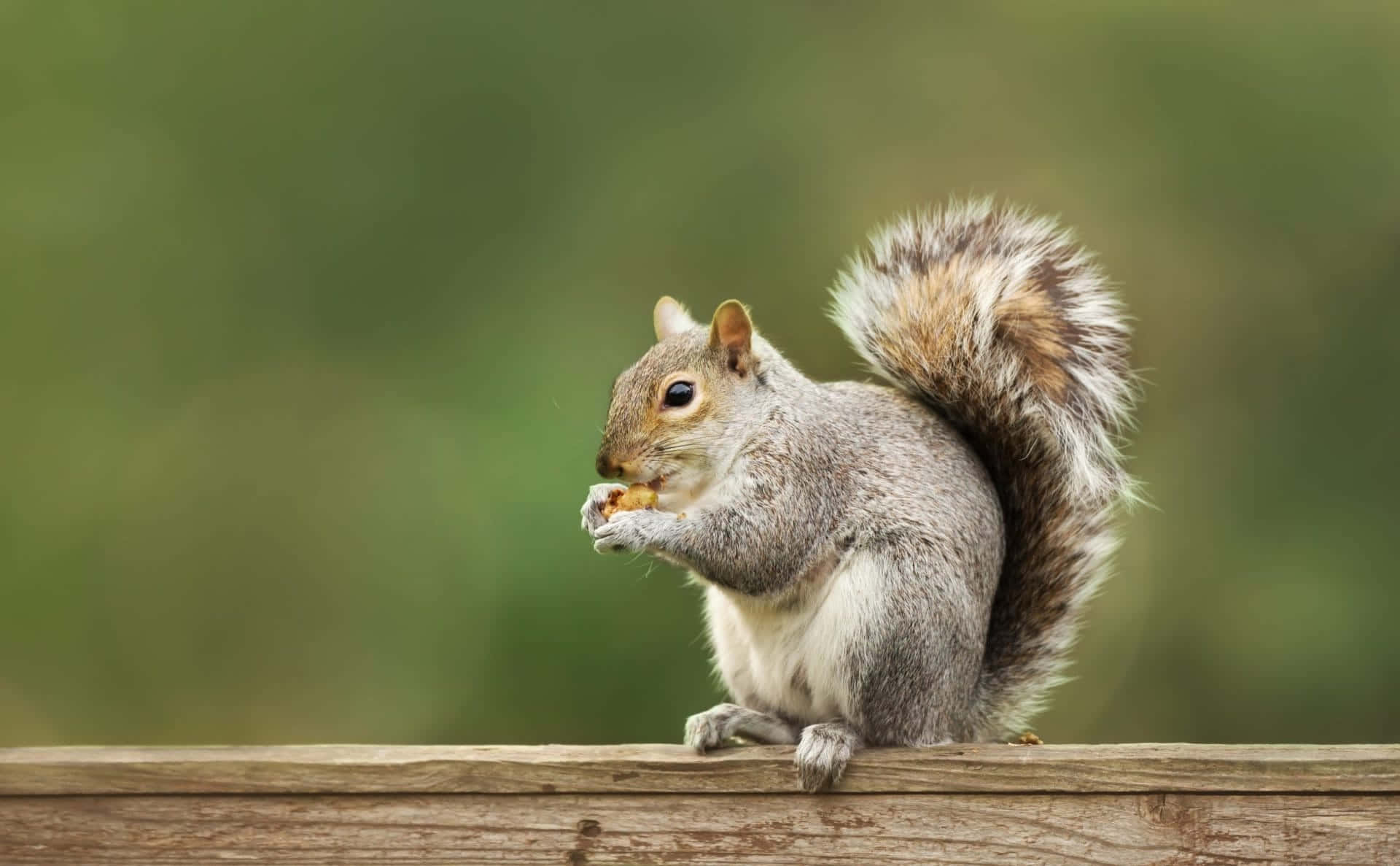 Grey Squirrel, wooden fence, nut, Full HD Desktop Wallpaper