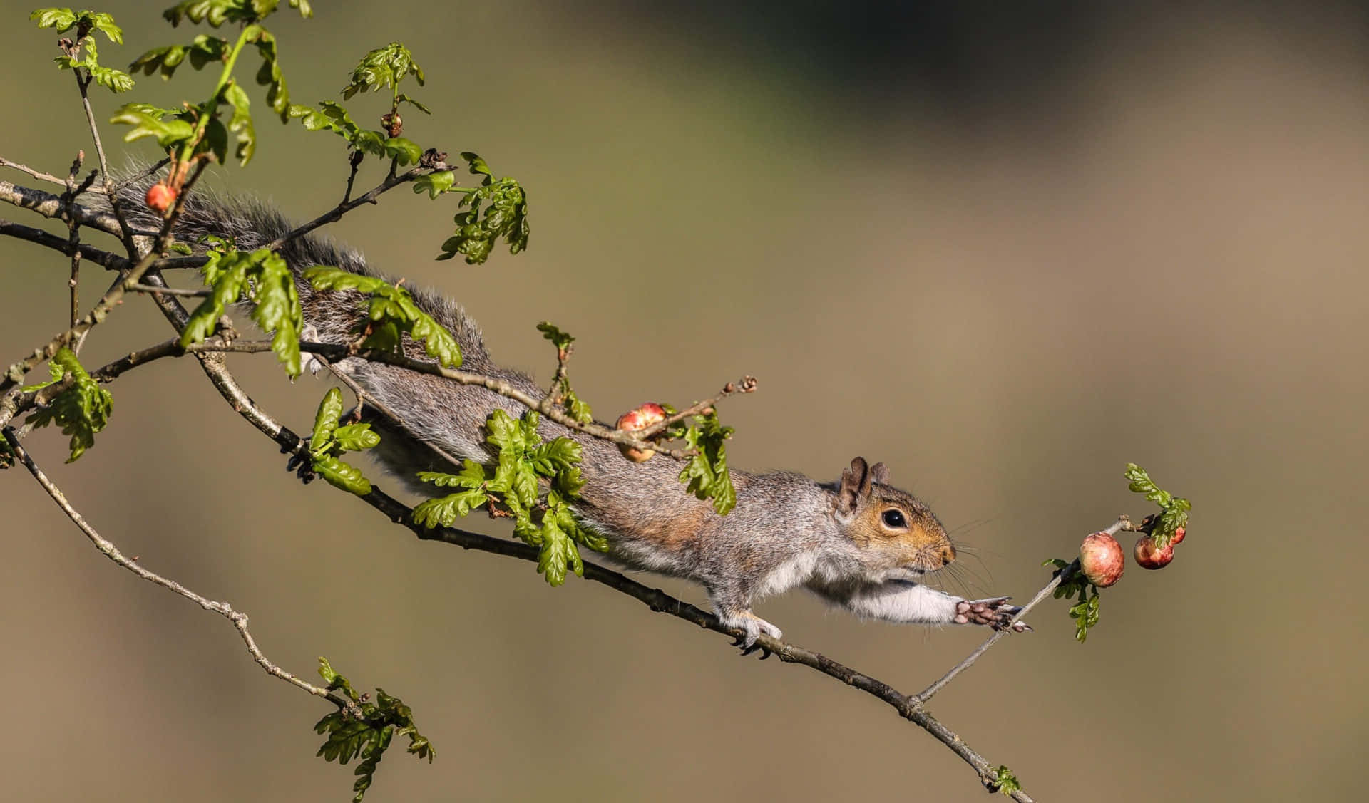 Grey Squirrel, leafy branch, bright red berries, Full HD Desktop Wallpaper