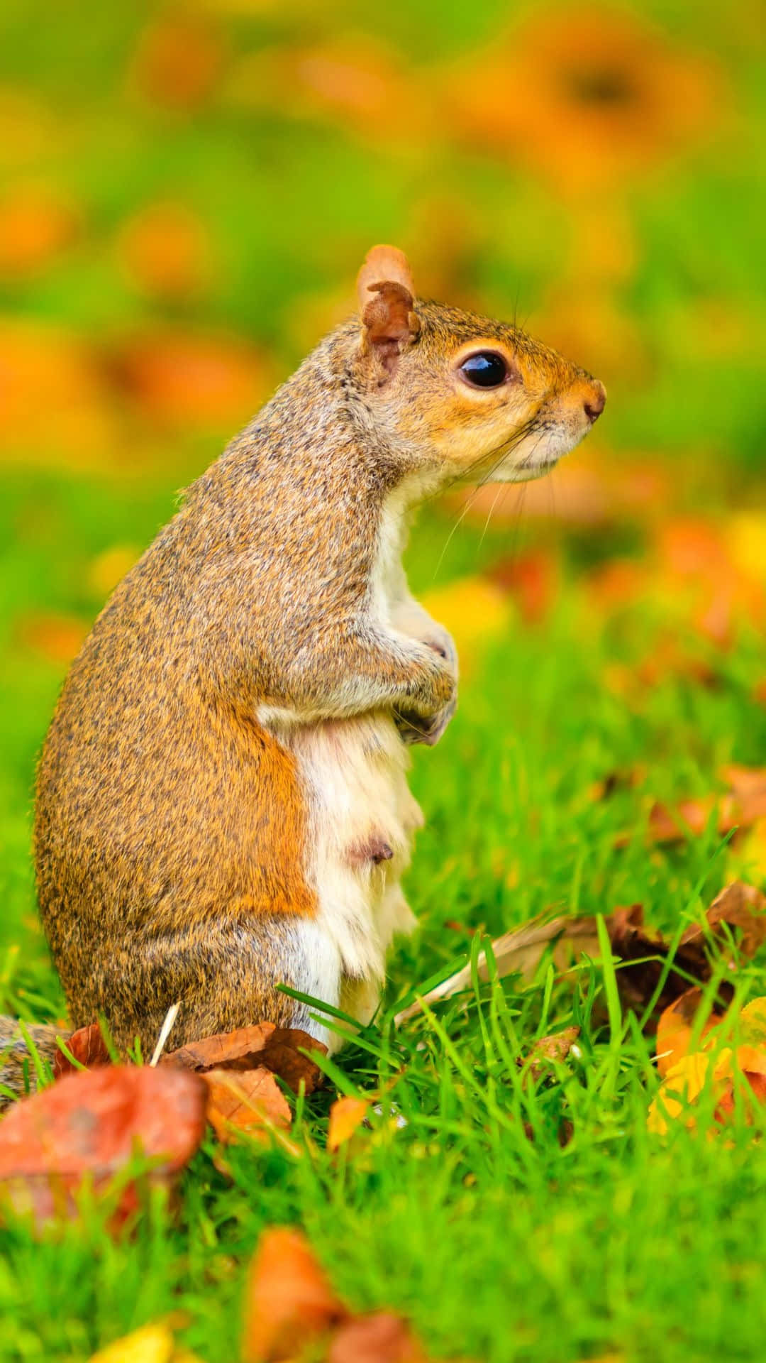 Grey Squirrel, autumn leaves, vibrant green grass, Full HD Phone Wallpaper