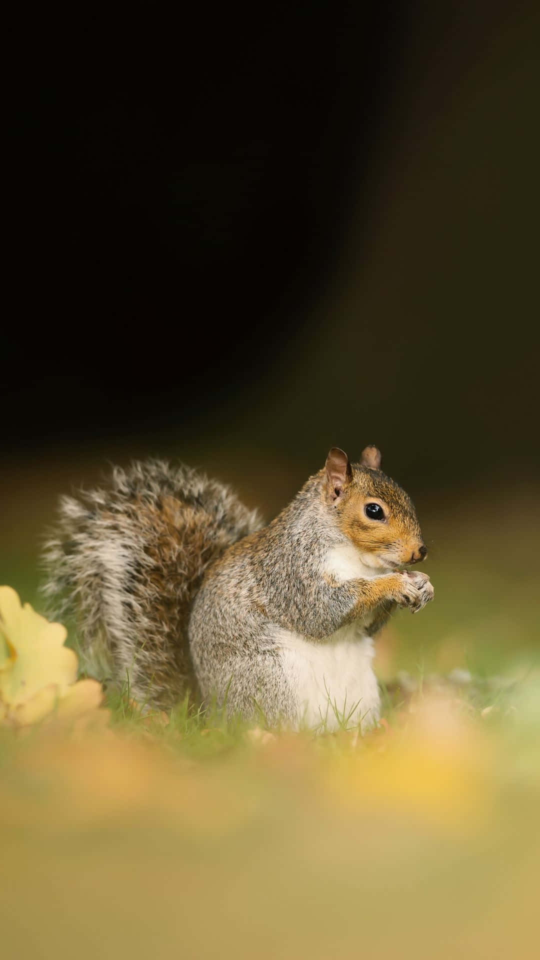 autumnal grey squirrel, gray squirrel, nut, Full HD Phone Wallpaper