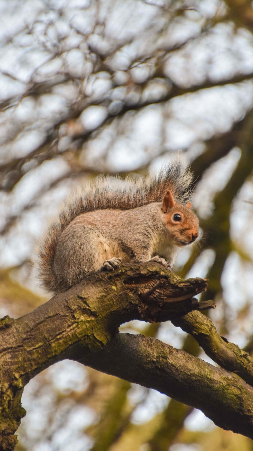 Grey Squirrel, mossy tree branch, soft blurred backdrop, Full HD Phone Wallpaper