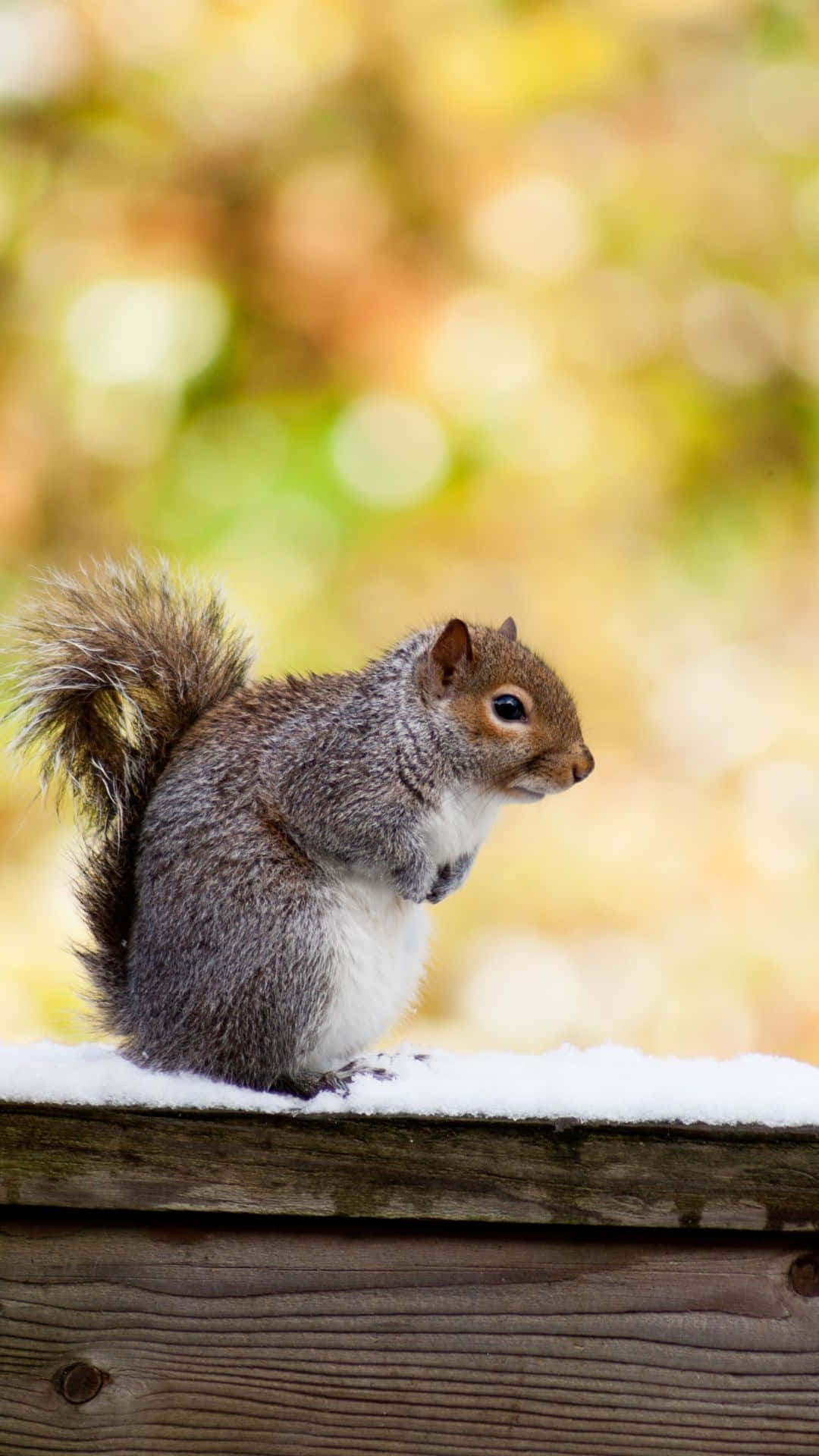 gray squirrel, bushy tail, snow-dusted wooden fence, Full HD Phone Wallpaper