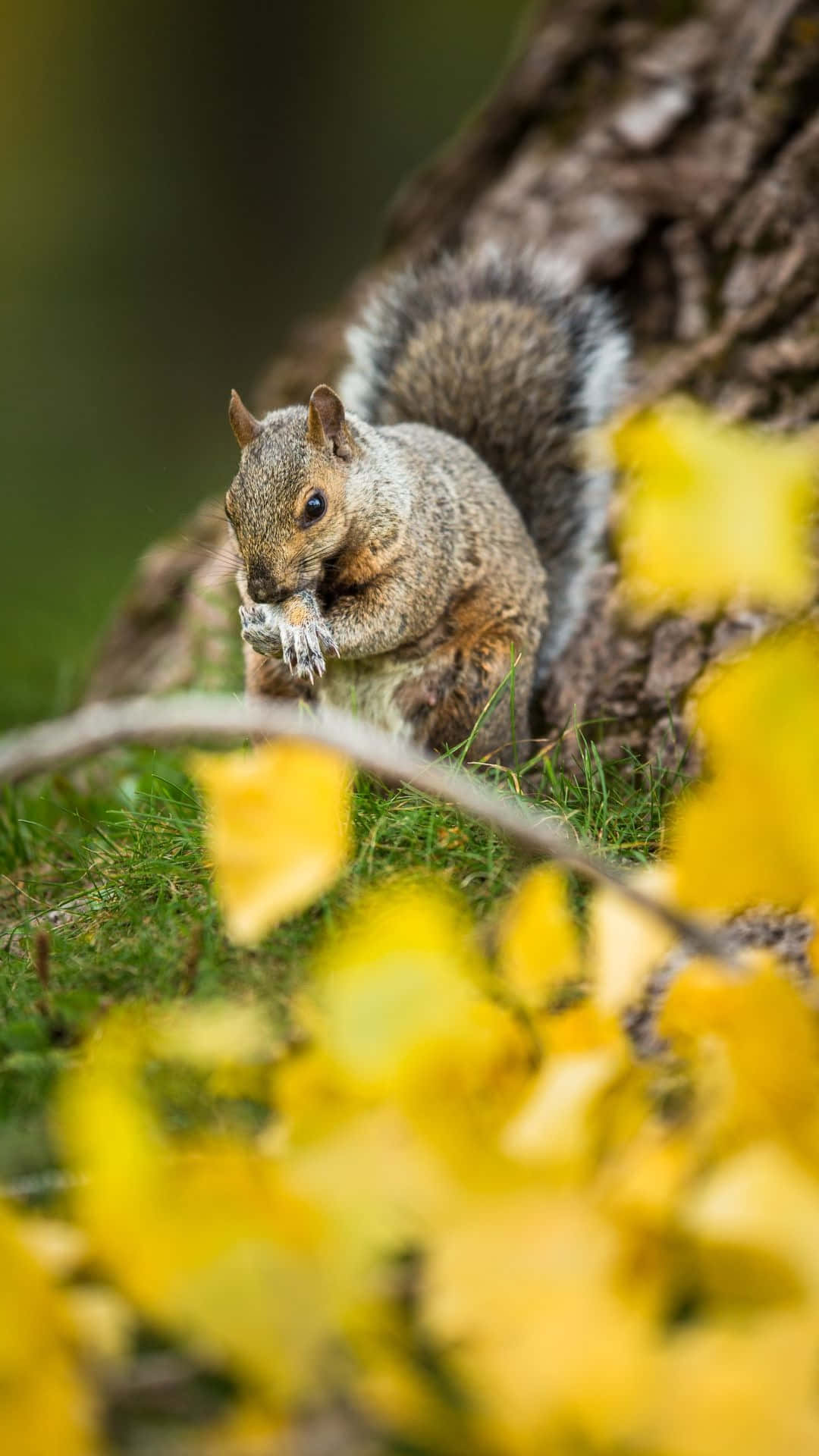 gray squirrel, nut, tree trunk, Full HD Phone Wallpaper