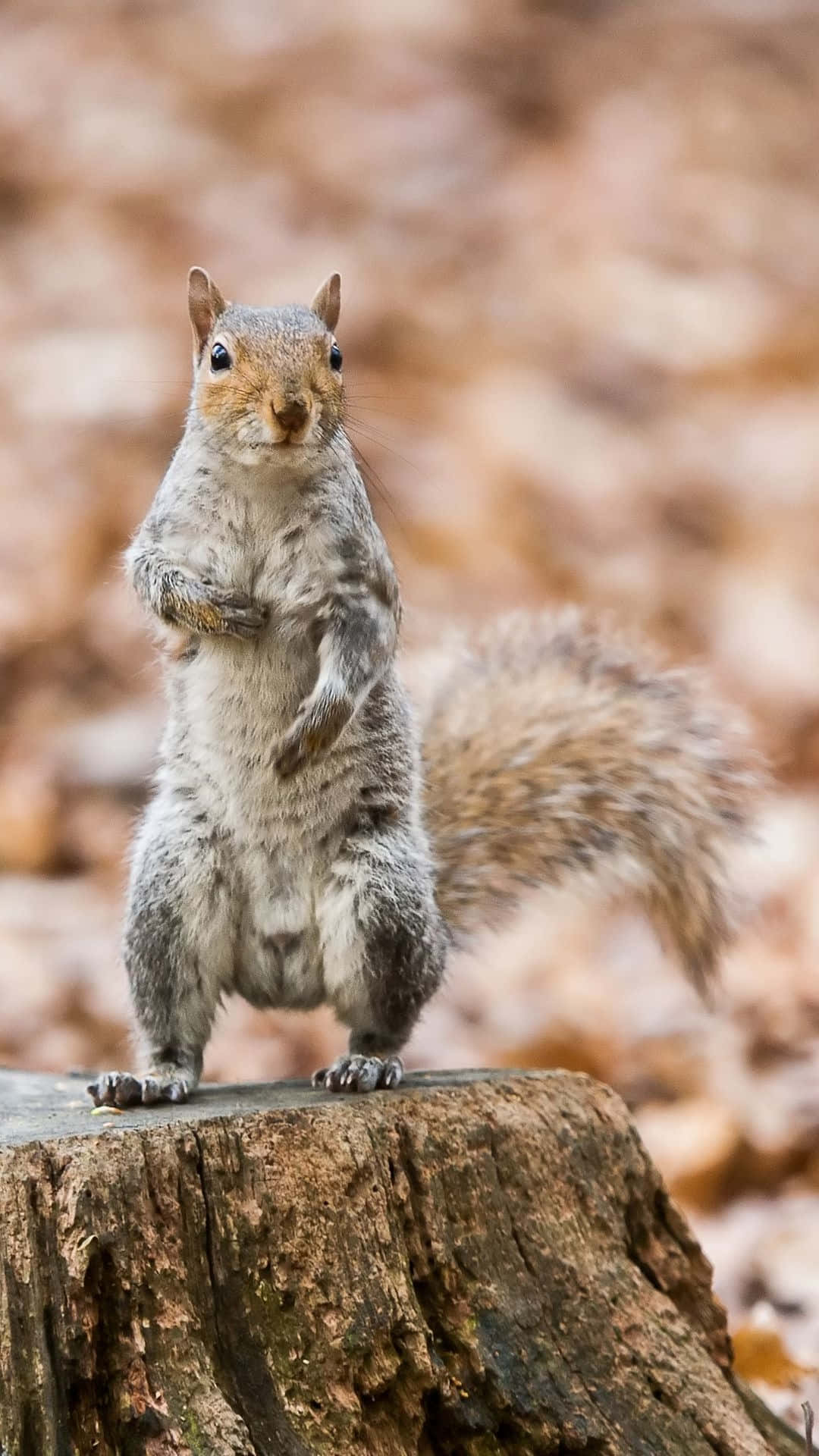 Grey Squirrel, mossy tree stump, autumn leaves, Full HD Phone Wallpaper
