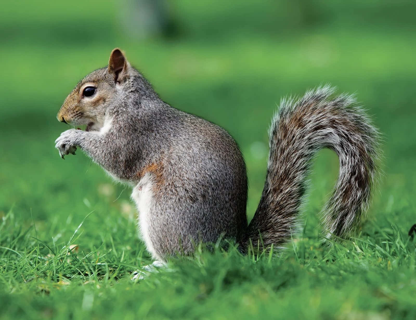 Grey Squirrel, vibrant green grass, nut, HD Desktop Wallpaper