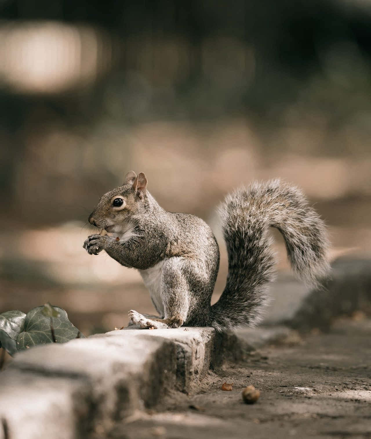 Grey Squirrel, stone ledge, nut, HD Phone Wallpaper