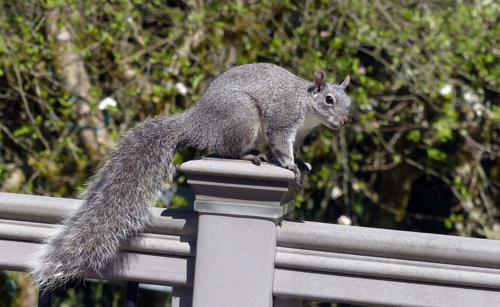 Grey Squirrel, stone railing, lush green foliage, HD Desktop Wallpaper