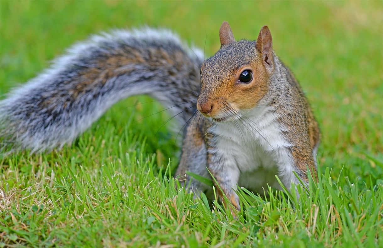 Grey Squirrel, vibrant green grass, bushy tail, SD Desktop Wallpaper