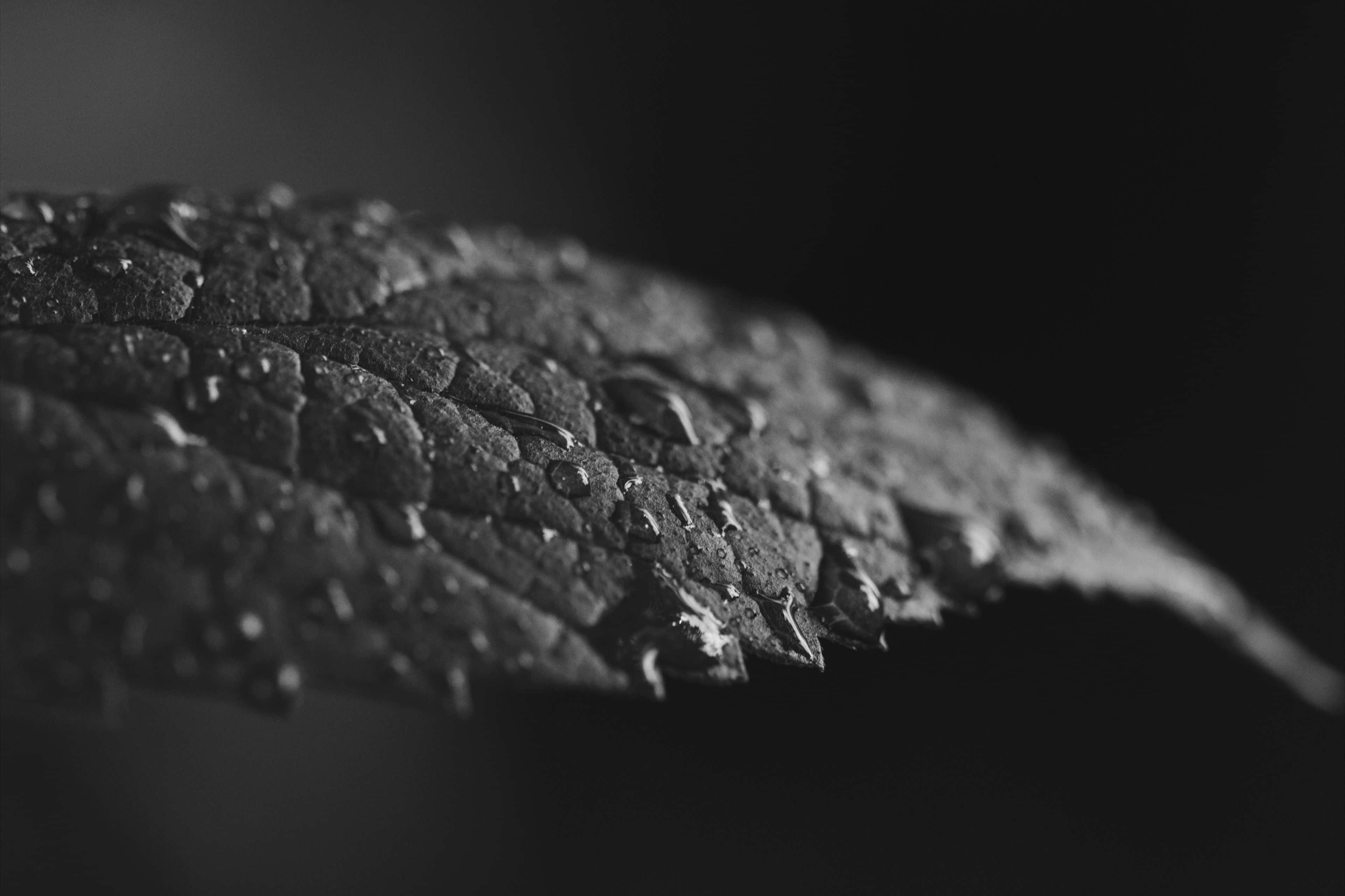 grey texture, textured leaf, glistening water droplets, 4K Desktop Wallpaper