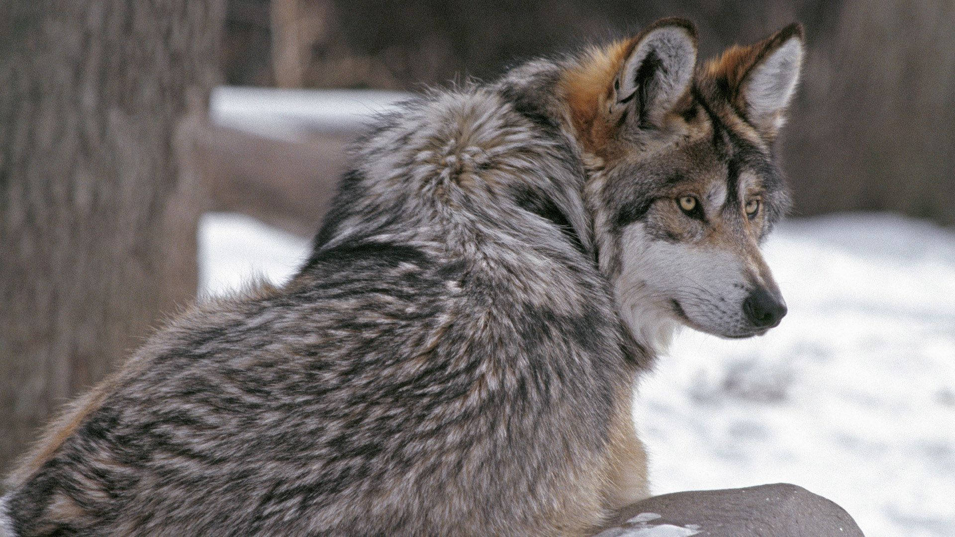 winter grey wolf, snowy winter wonderland, gray wolf, Full HD Desktop Wallpaper