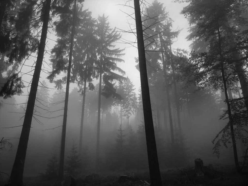 Grey Aesthetic Desktop, fog trees, monochrome forest, SD Desktop Wallpaper