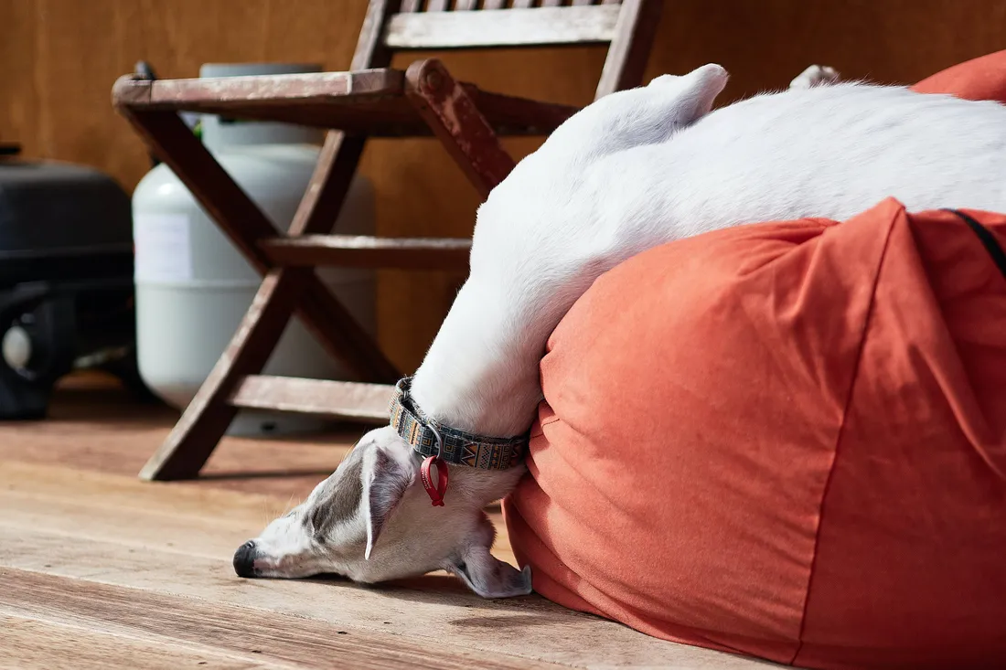 Greyhound Wallpapers