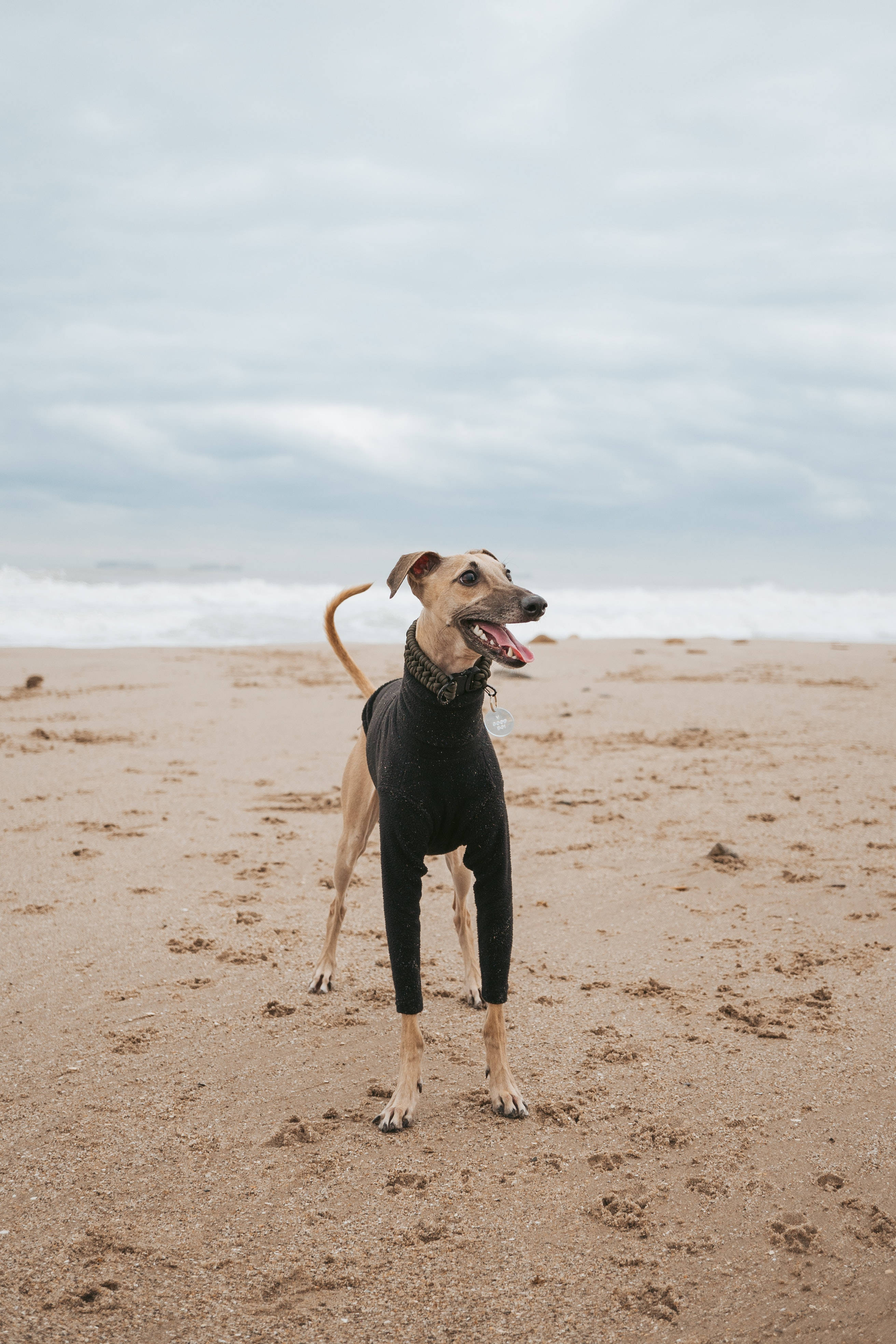 Greyhound, black sweater, wet sand, 4K Phone Wallpaper