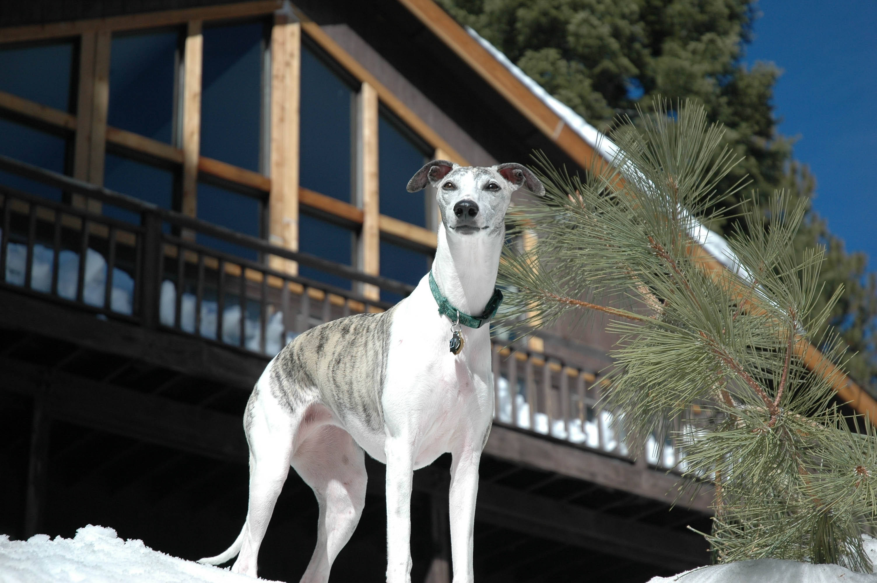 Greyhound, log cabin, pine branch, 2K Desktop Wallpaper