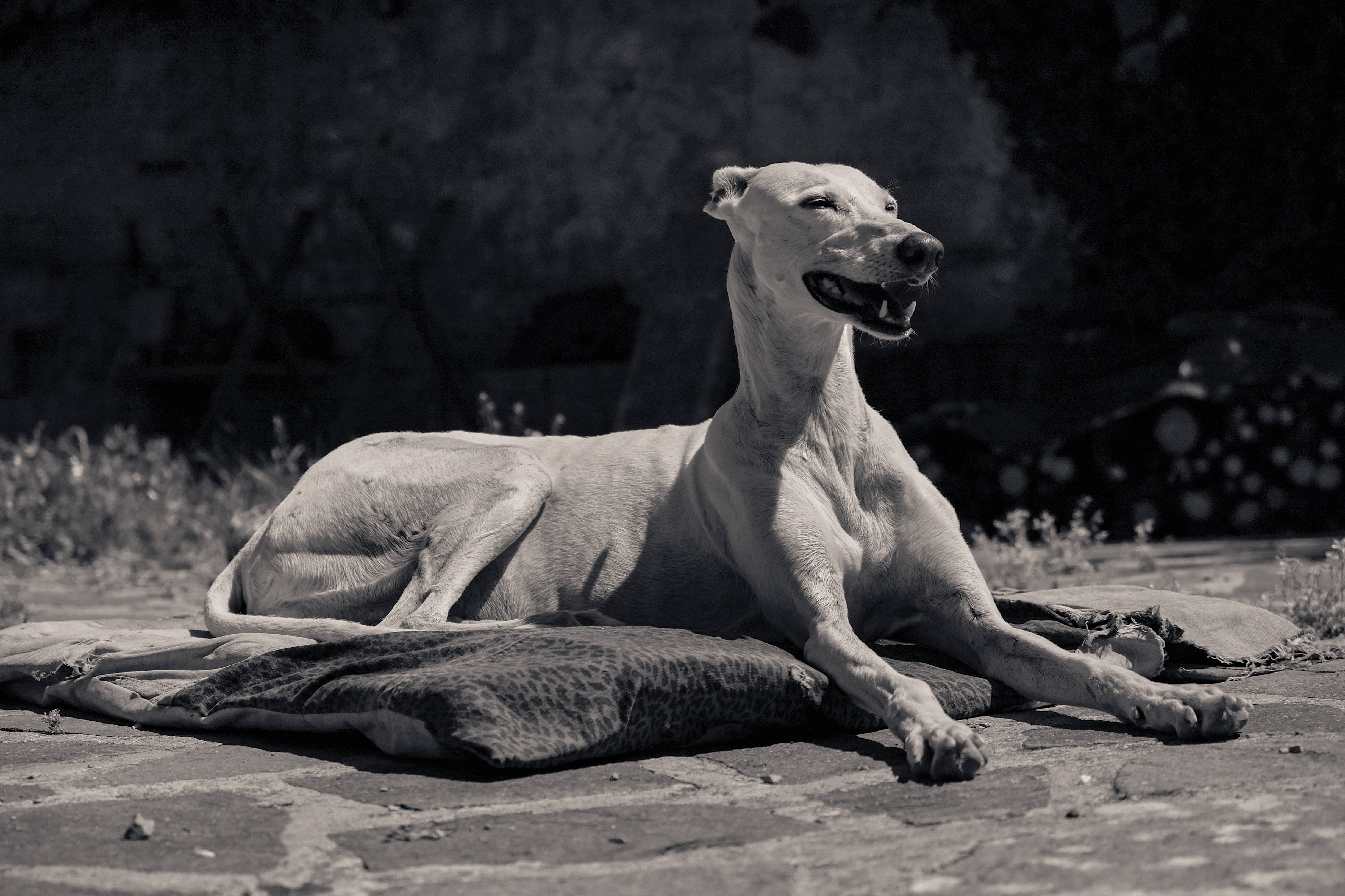 Greyhound, patterned blanket, sunlit outdoor setting, 4K Desktop Wallpaper