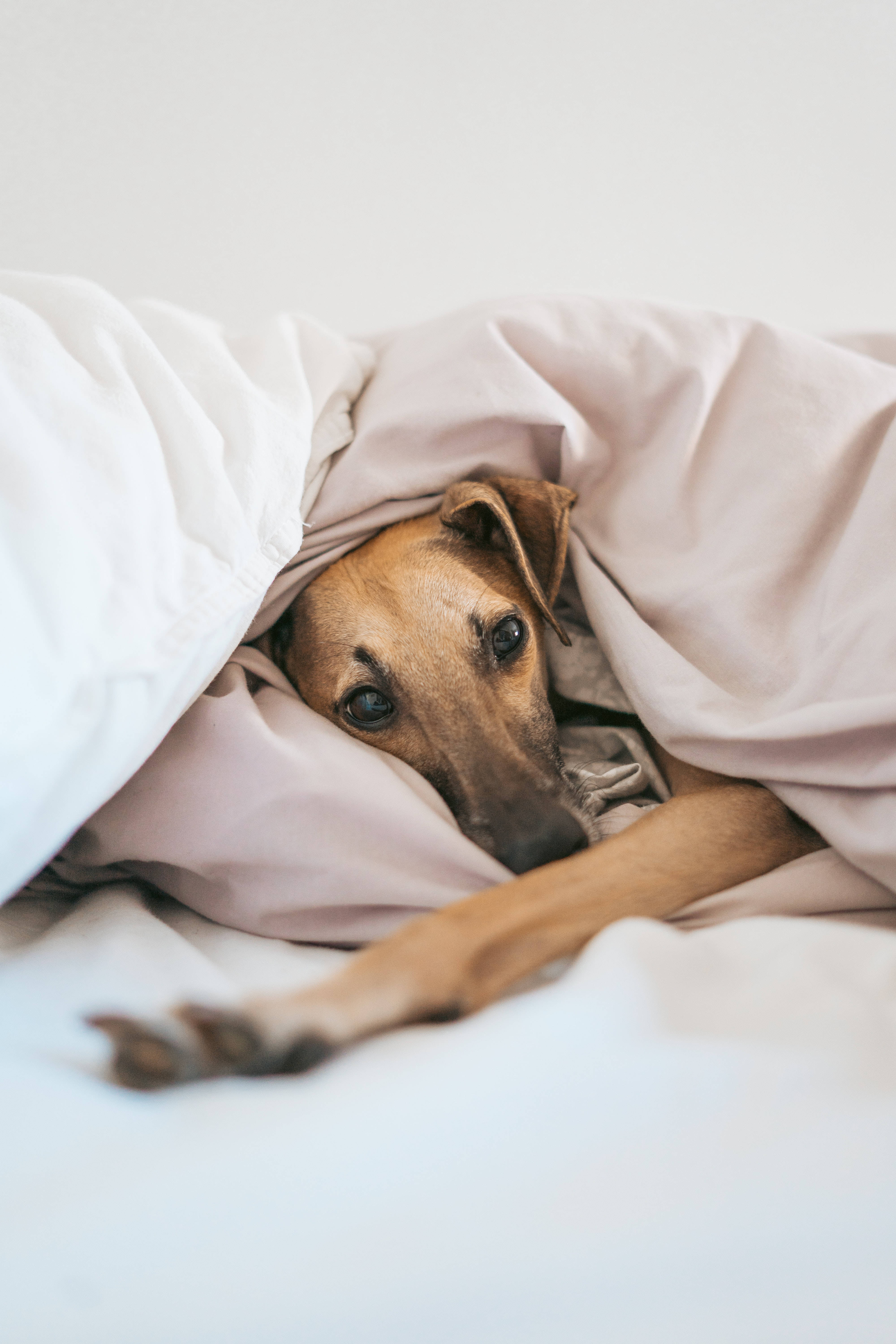 Greyhound, pink and white blankets, bed, 5K Phone Wallpaper