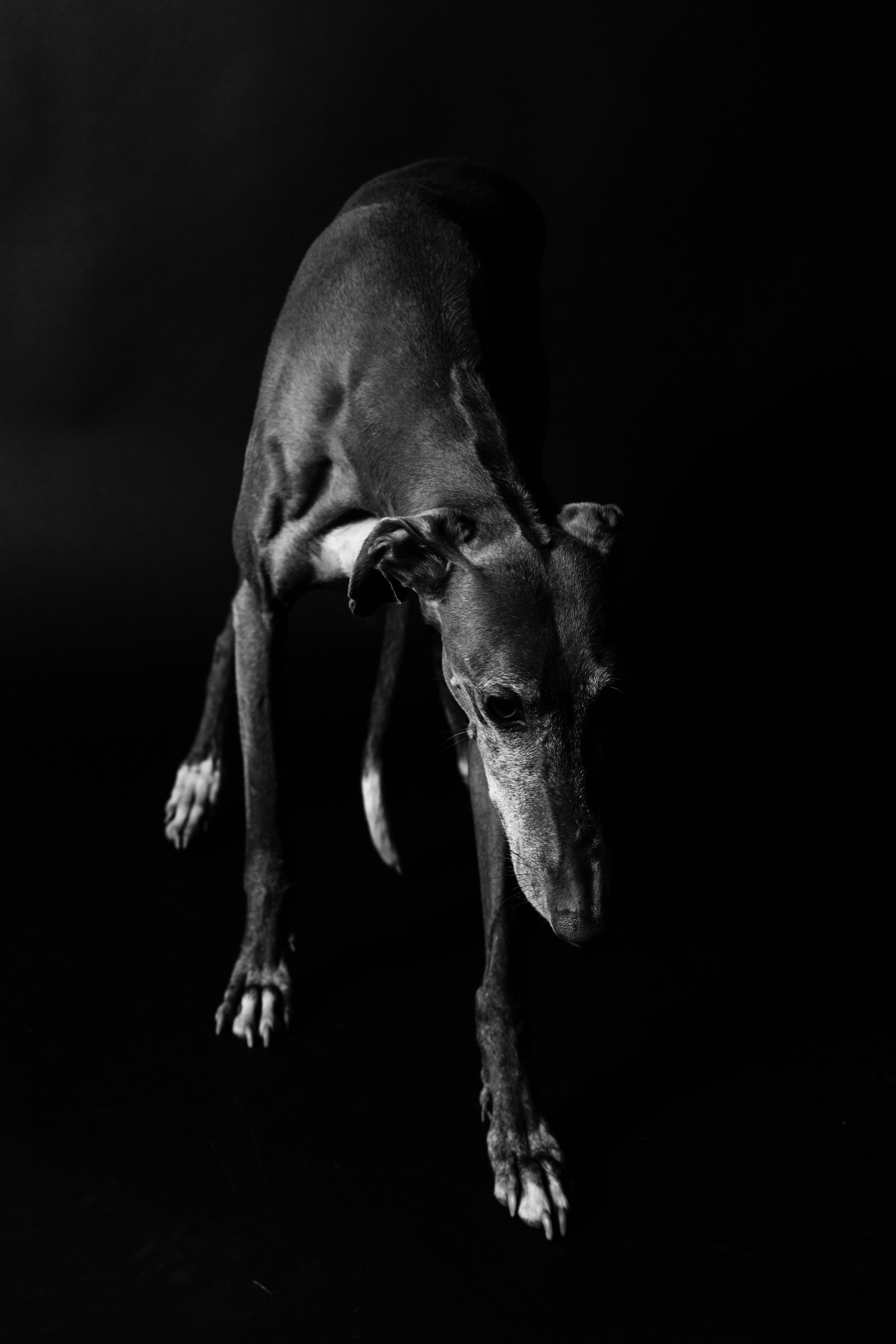 greyhound, black and white, mid-stride, 5K Phone Wallpaper