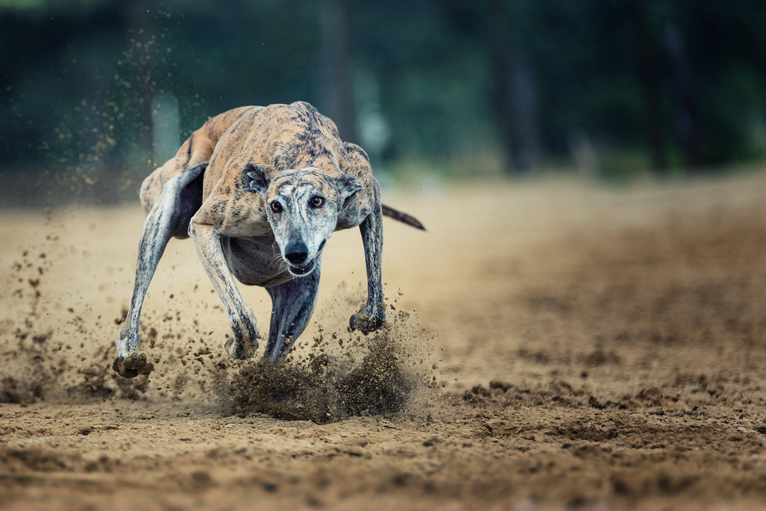 Greyhound, dirt, dusty track, 2K Desktop Wallpaper