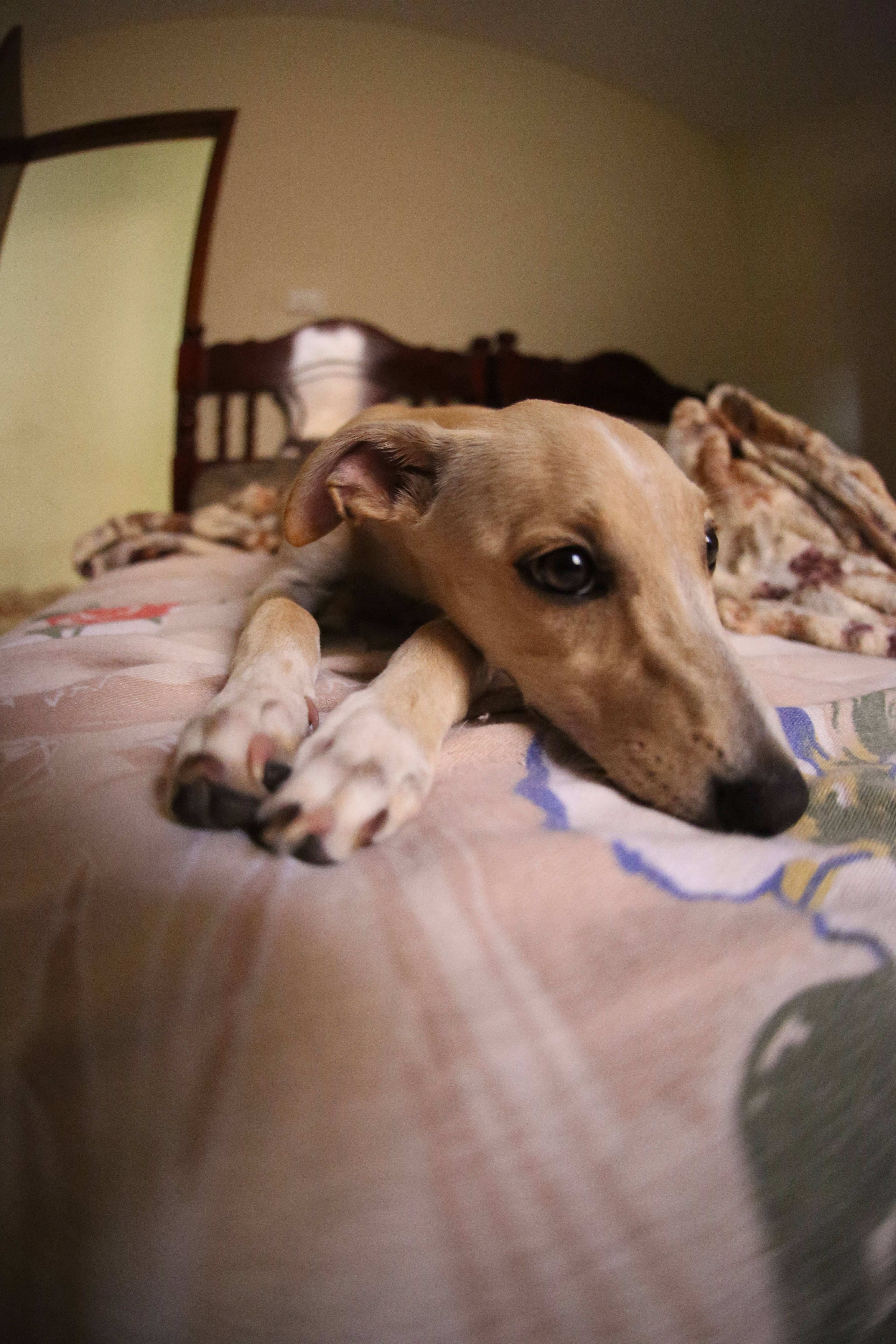 Greyhound, puppy, tan, 5K Phone Wallpaper
