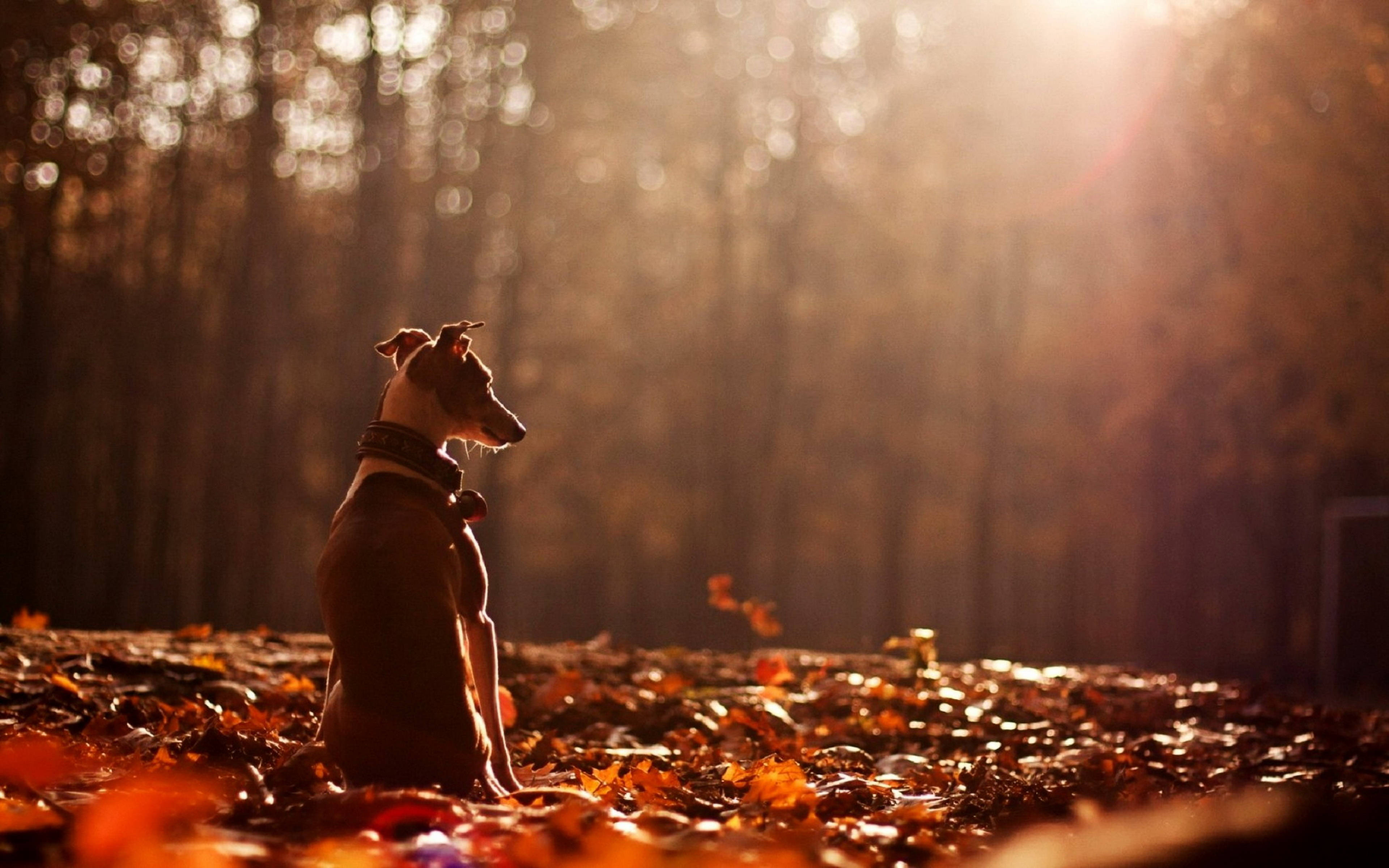 Greyhound, autumn leaves, golden autumn leaves, 4K Desktop Wallpaper