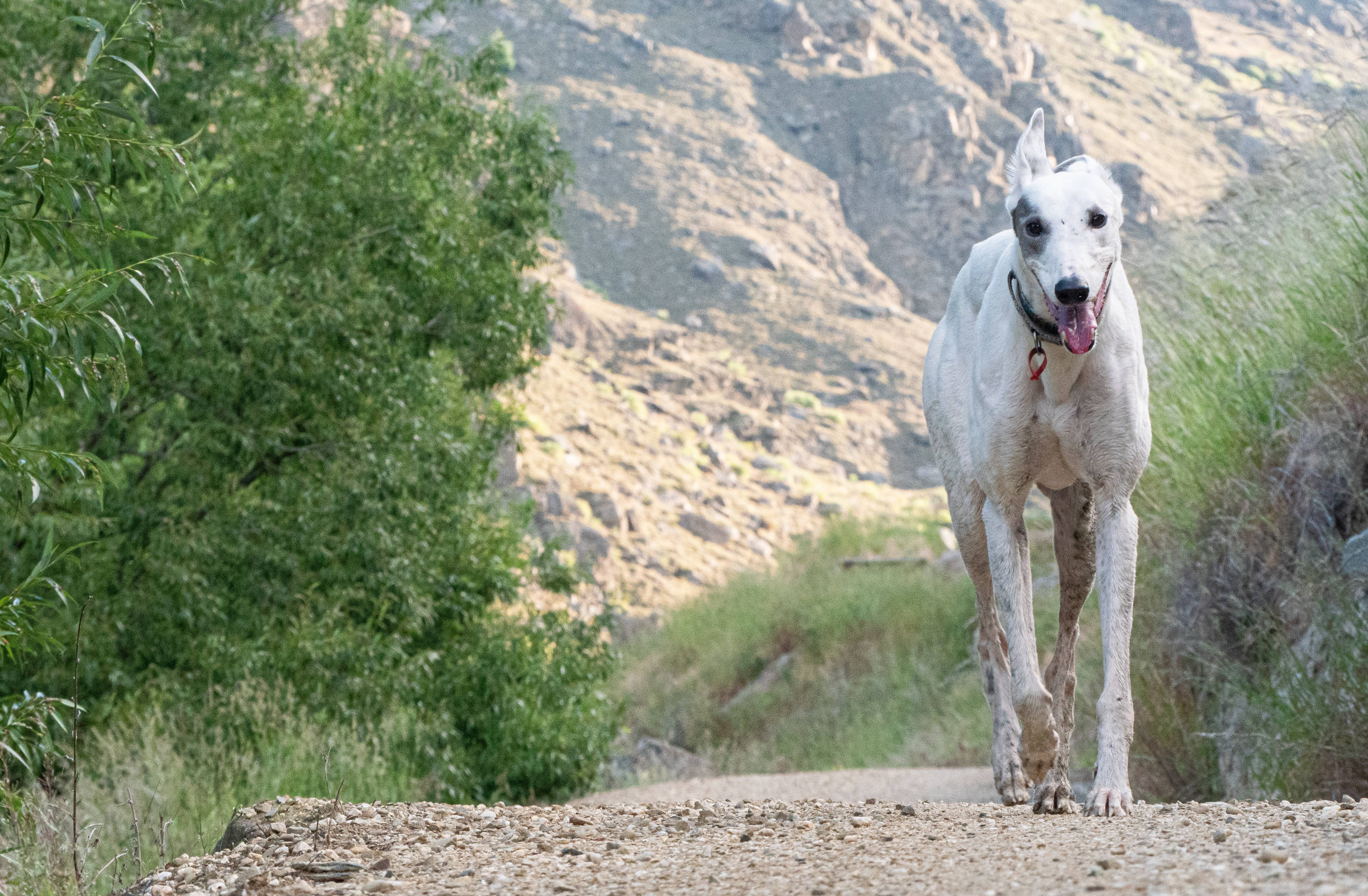 white greyhound, black spots, sunlit dirt path, 4K Desktop Wallpaper