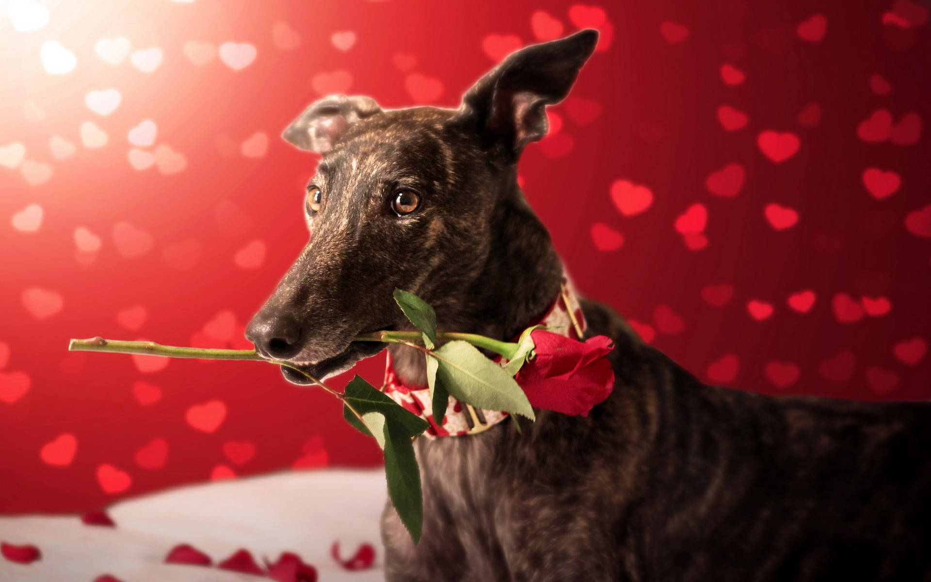 Greyhound, red rose, brindle, Full HD Desktop Wallpaper