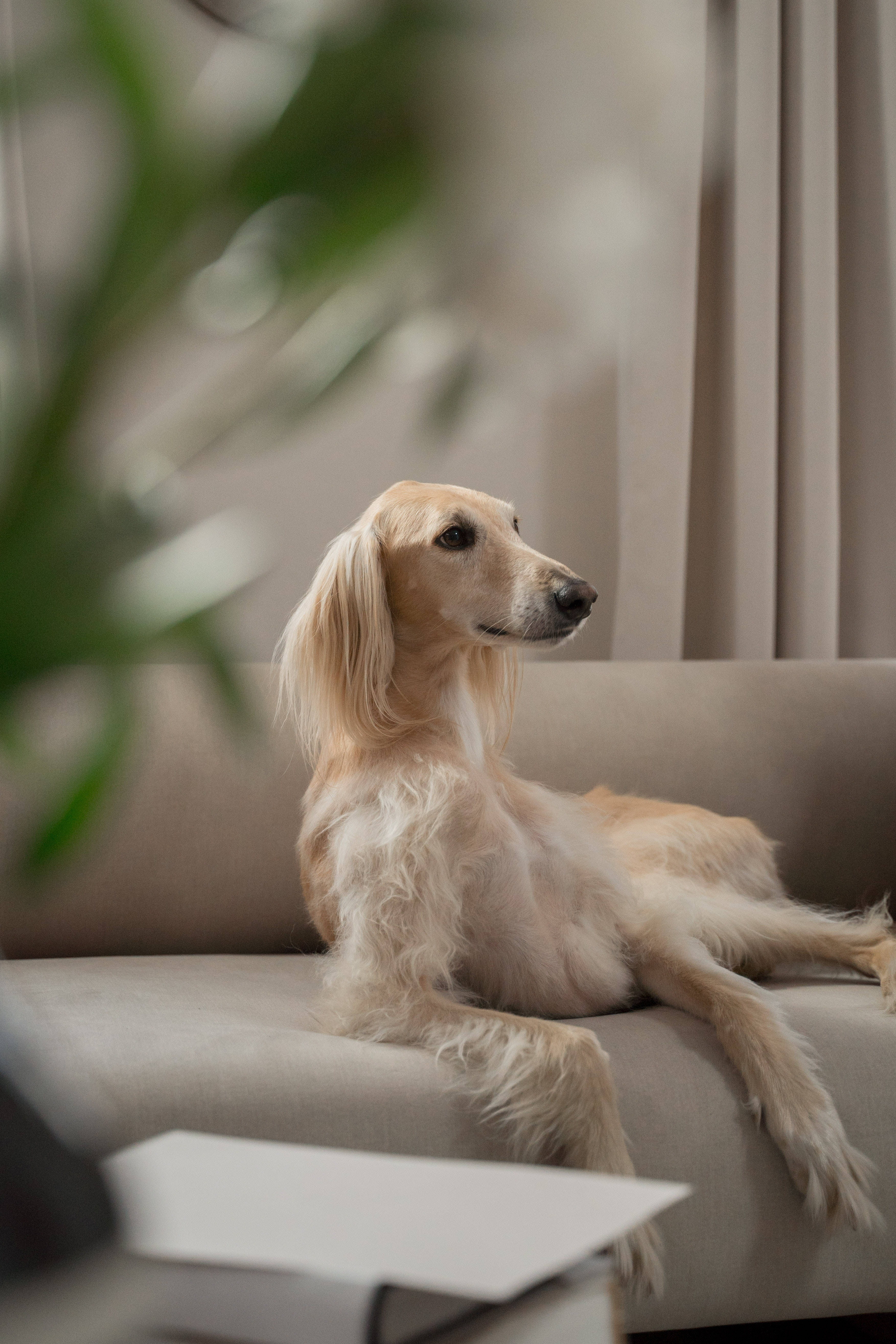 Greyhound, beige sofa, natural light, 5K Phone Wallpaper