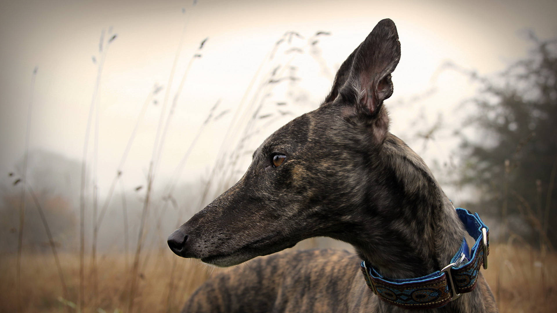 Greyhound, brindle, blue patterned collar, Full HD Desktop Wallpaper