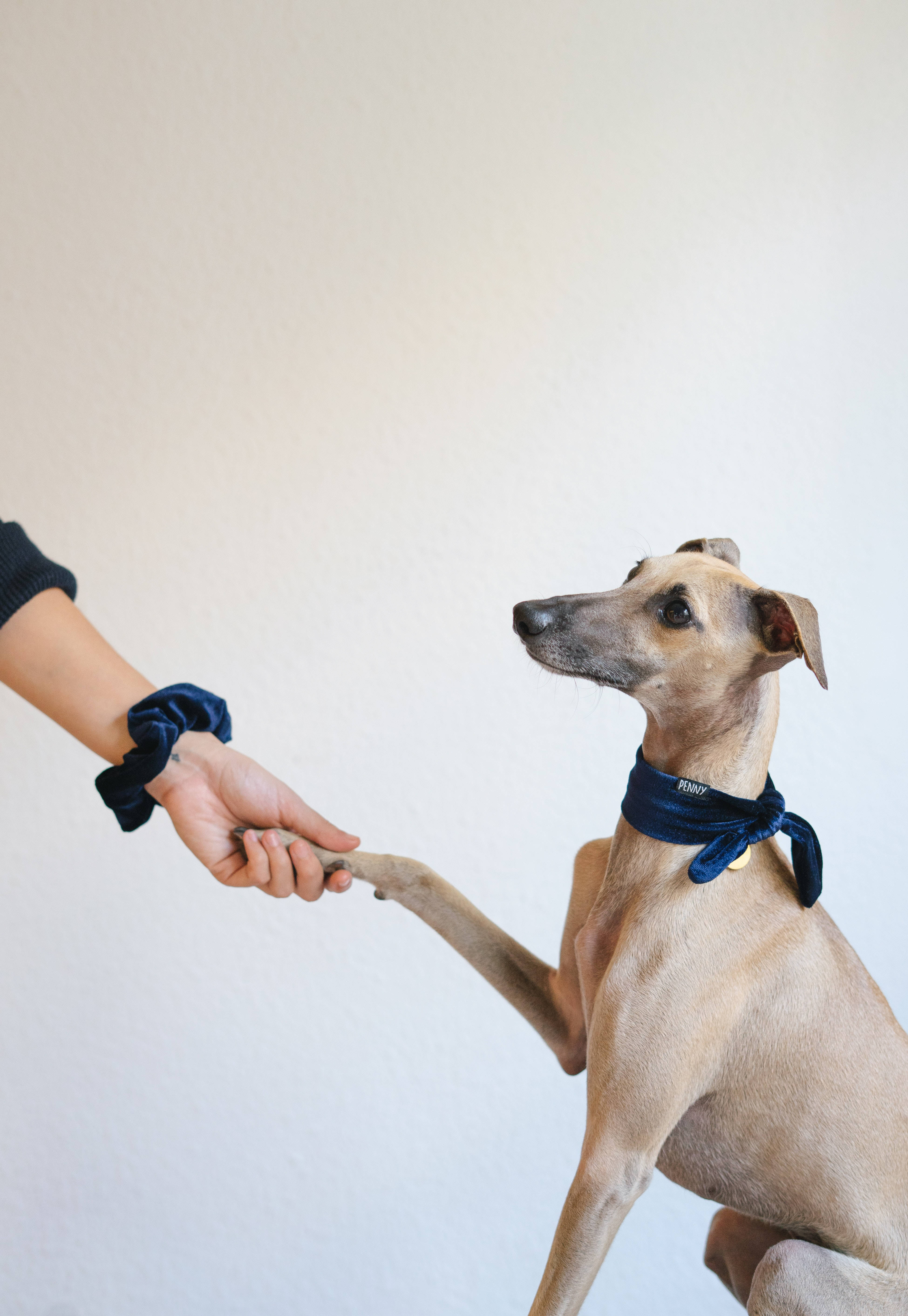 Greyhound, tan, navy velvet collar, 5K Phone Wallpaper