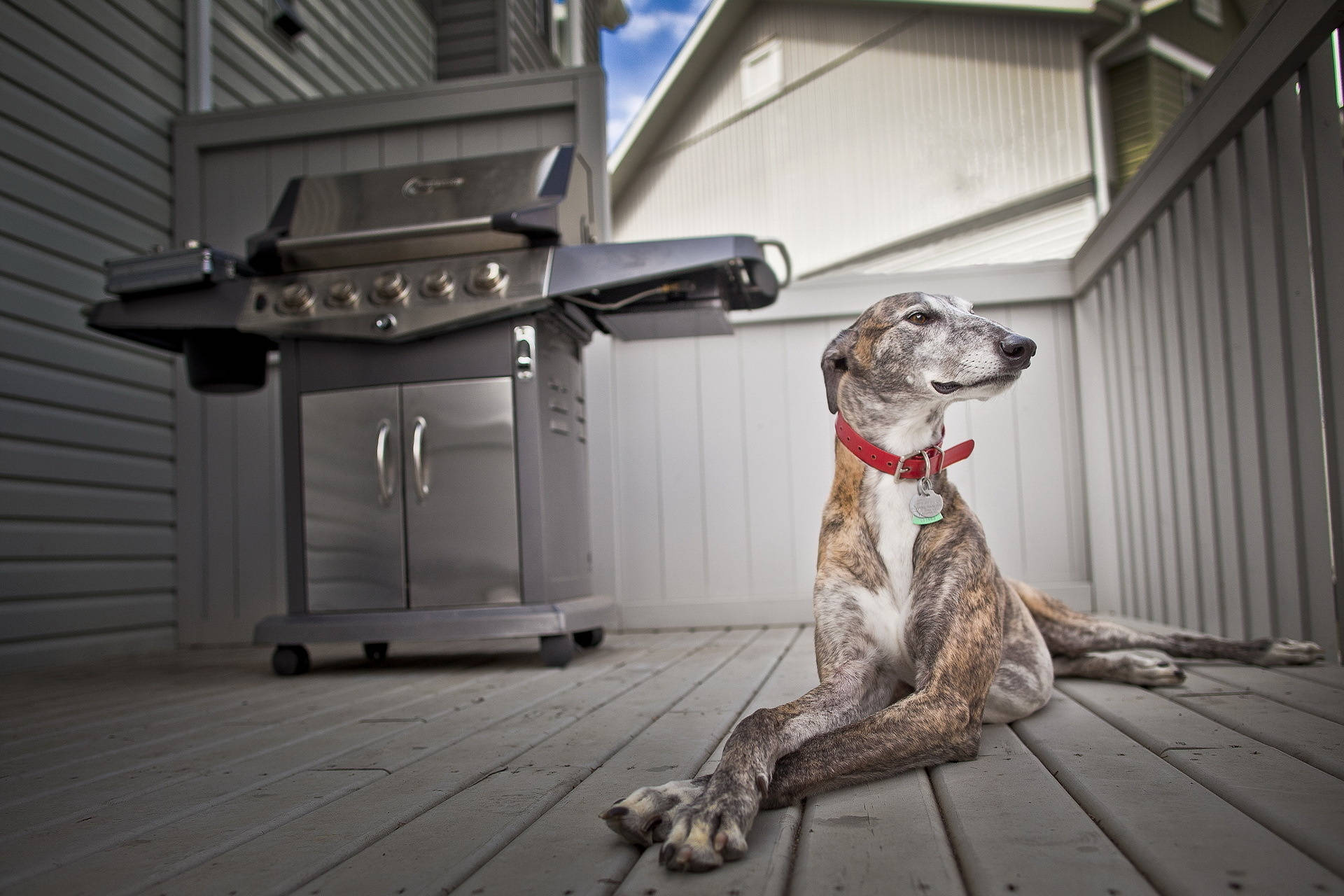Greyhound, porch, brindle, Full HD Desktop Wallpaper