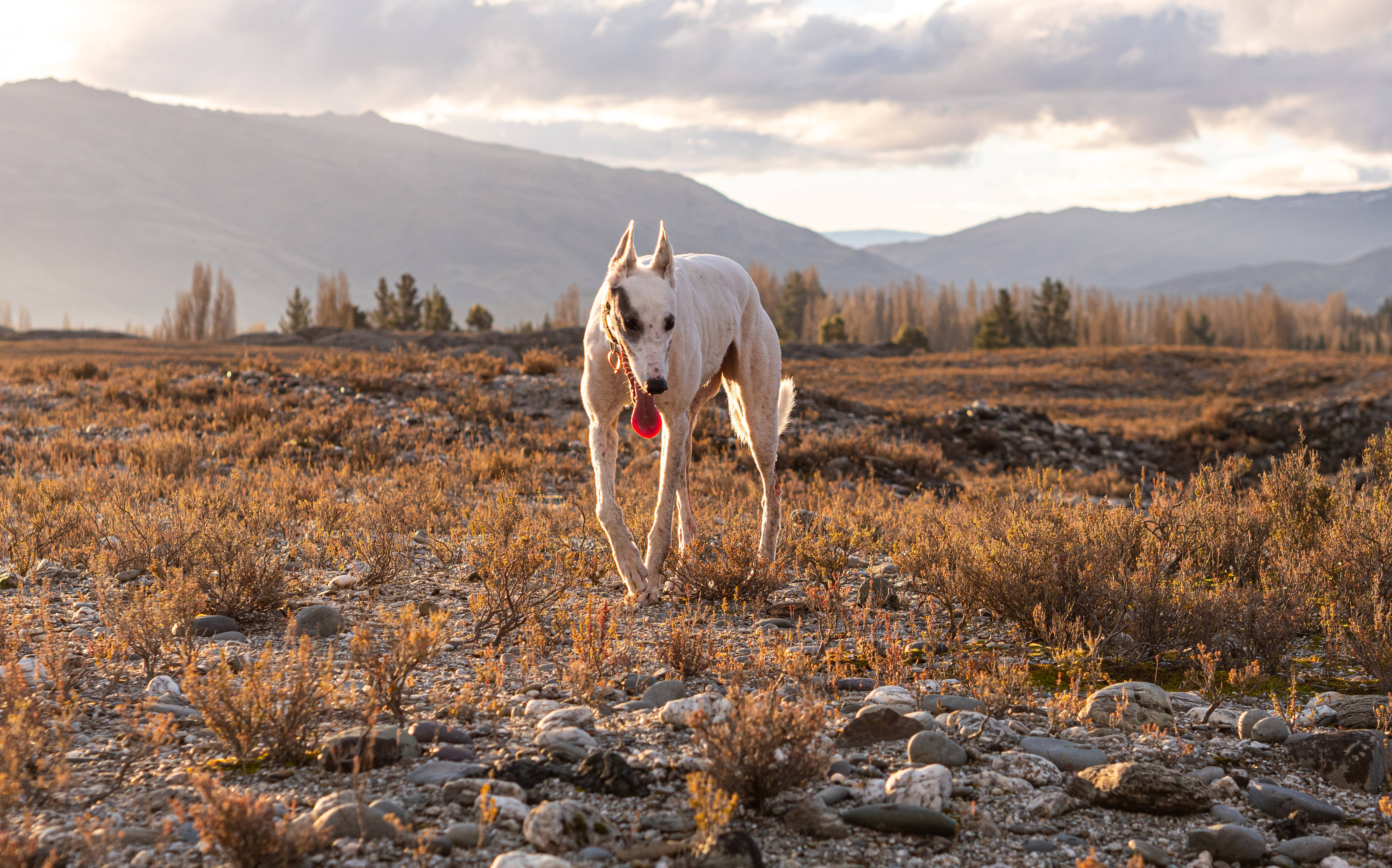 Greyhound, sunset, rocky field, 5K Desktop Wallpaper