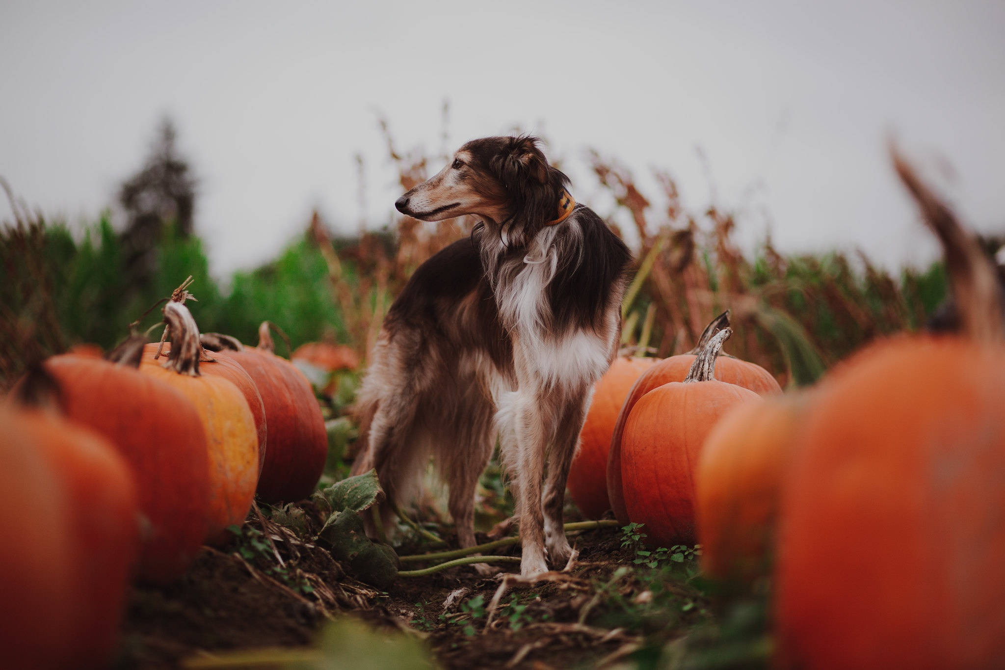 Greyhound, pumpkin patch, sable and white, Full HD Desktop Wallpaper
