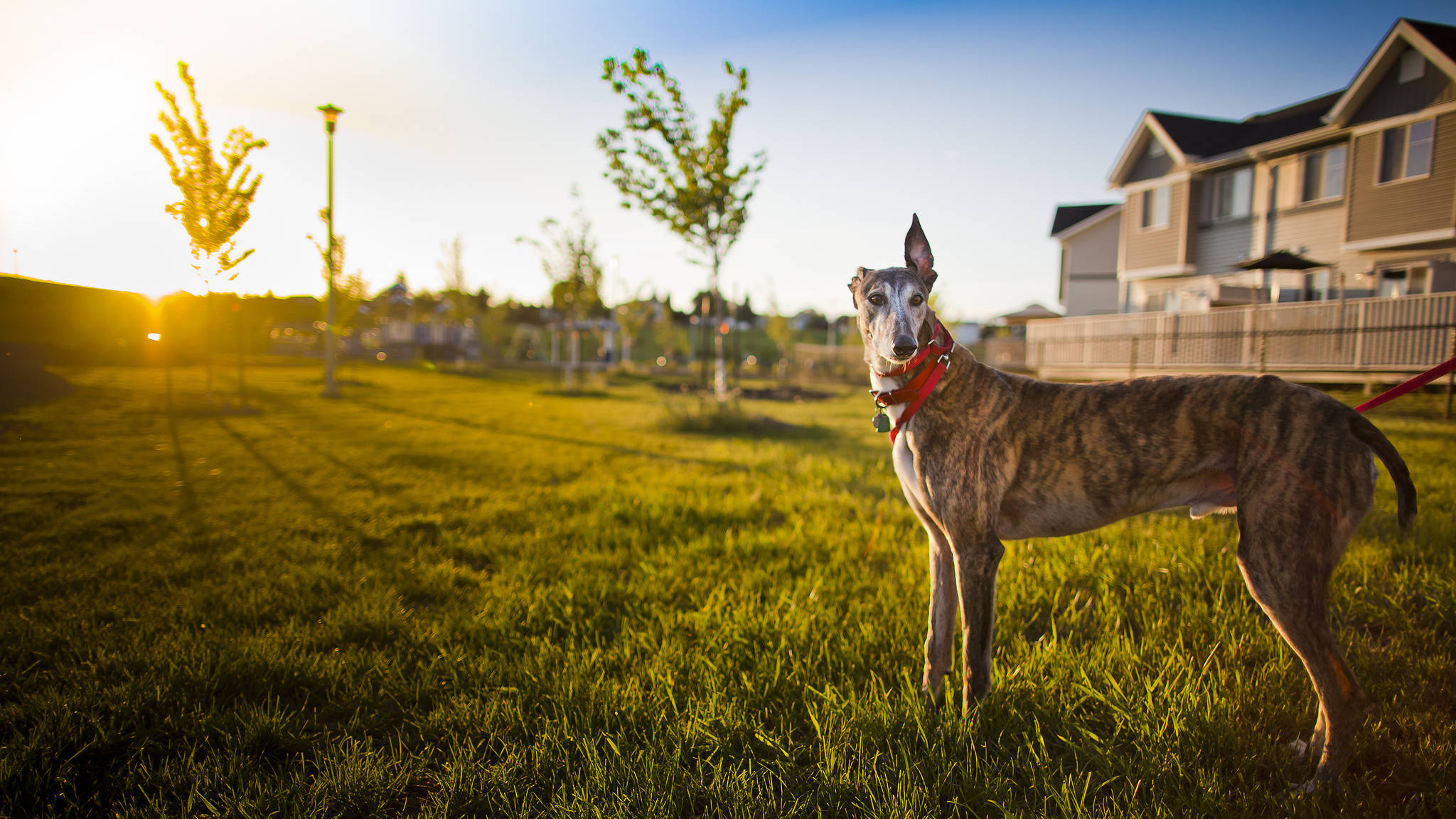 Greyhound, brindle, sunlit grassy park, Full HD Desktop Wallpaper