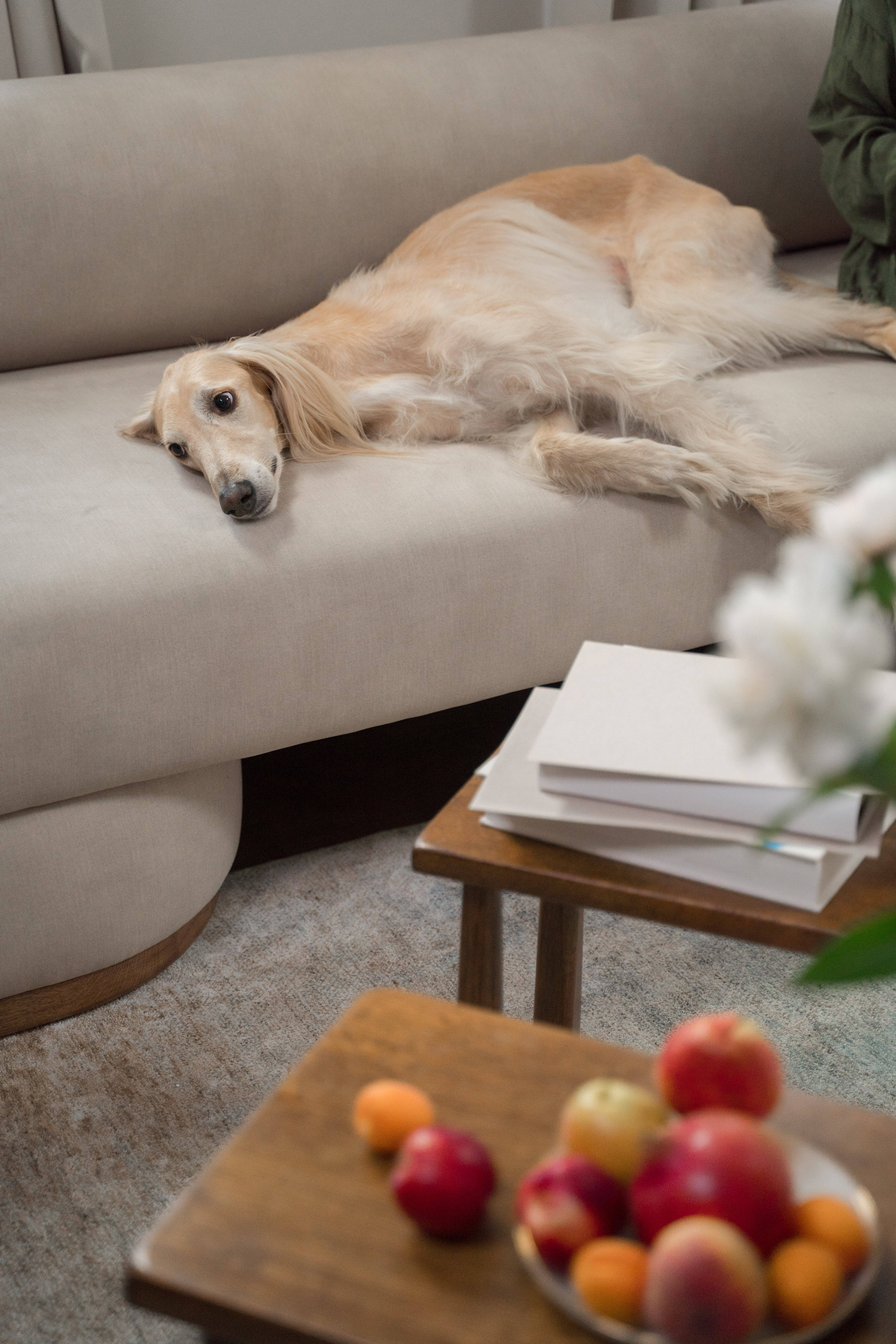 Greyhound, beige sofa, wooden table, 5K Phone Wallpaper