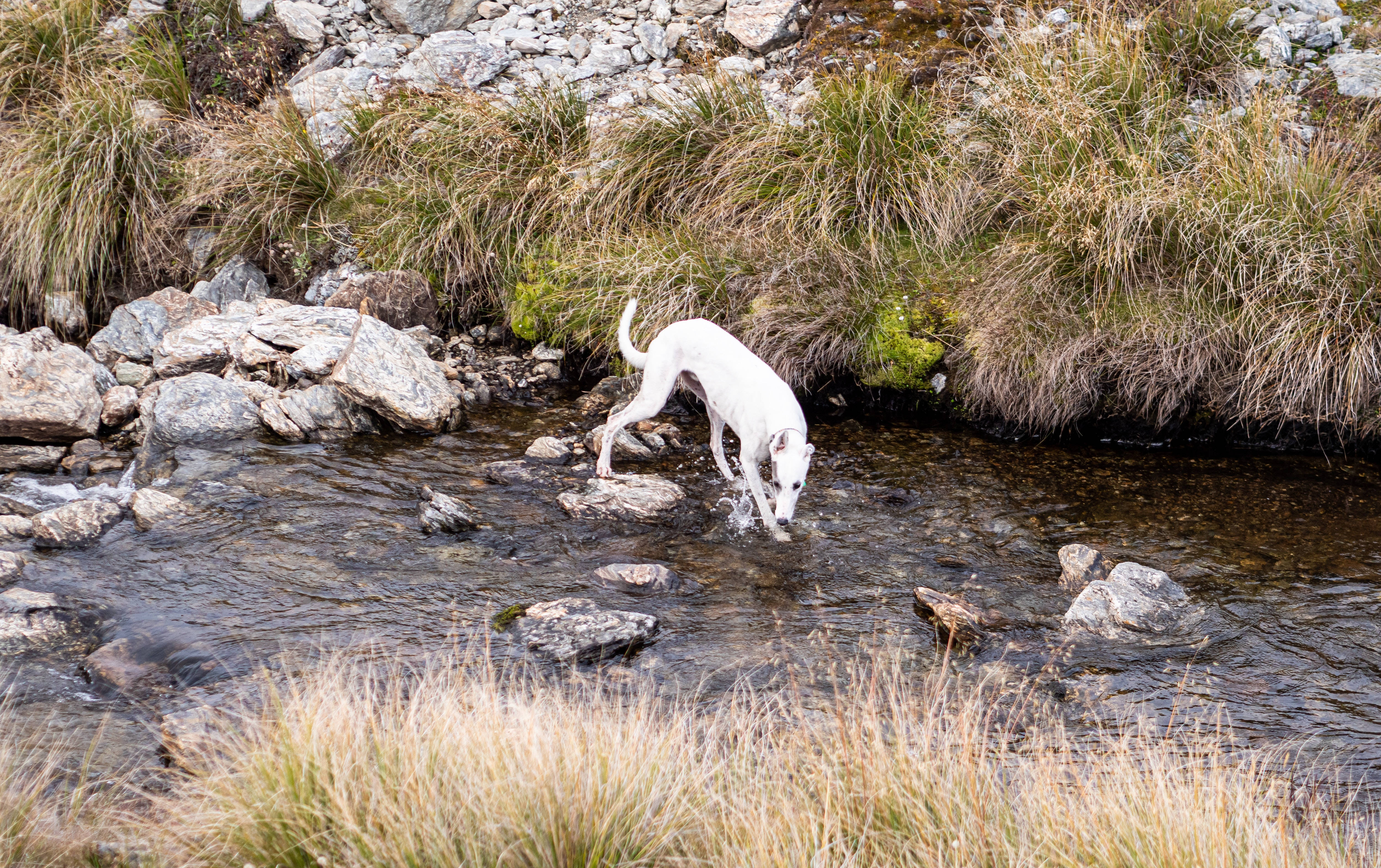 Greyhound, river, mountain stream, 4K Desktop Wallpaper