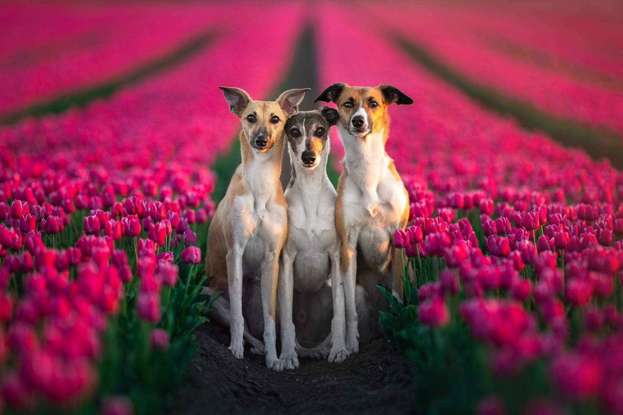 Greyhounds, tulips, pink tulips, Full HD Desktop Wallpaper