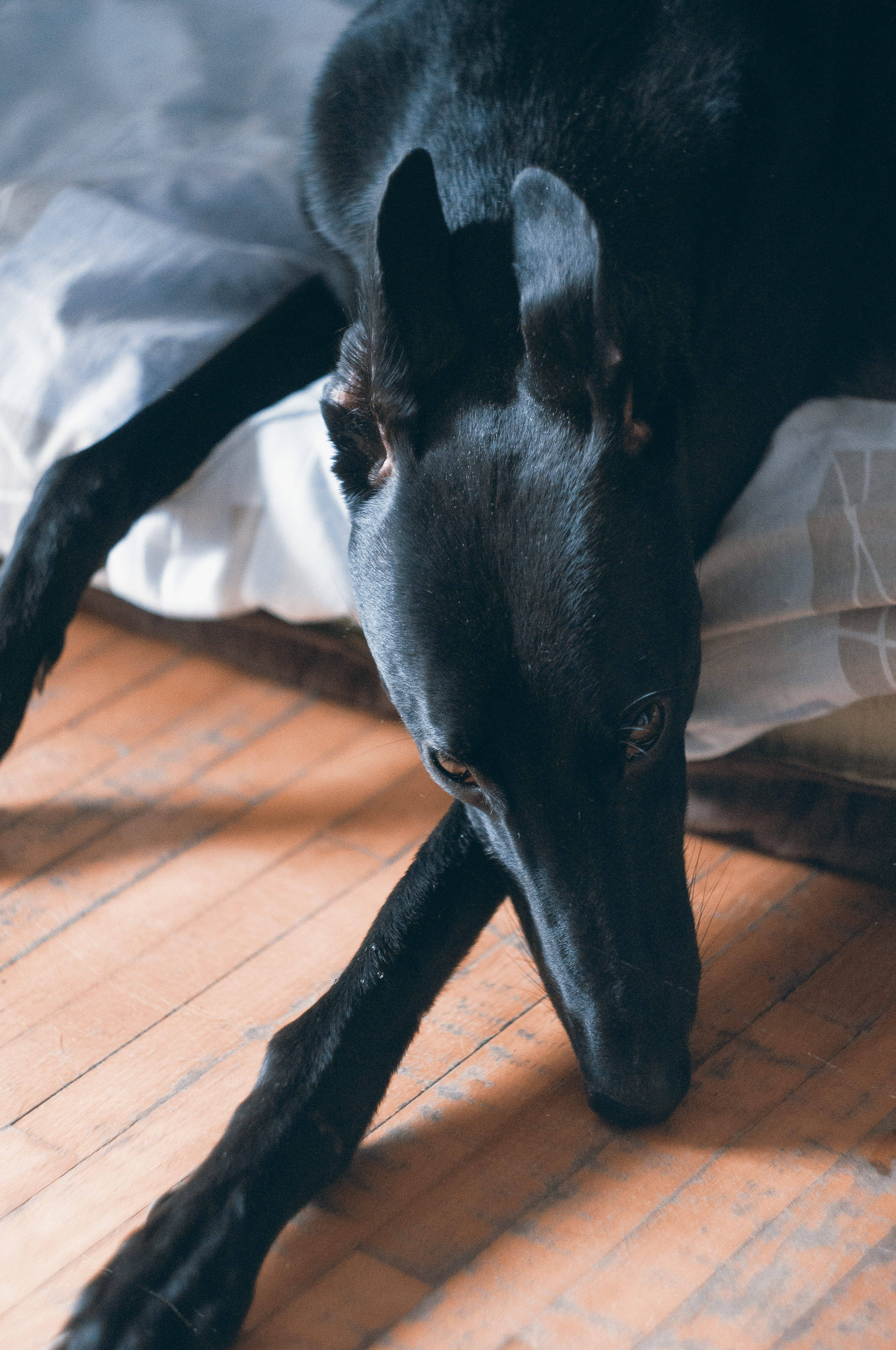 Black Greyhound, wooden floor, rumpled white sheets, 4K Phone Wallpaper
