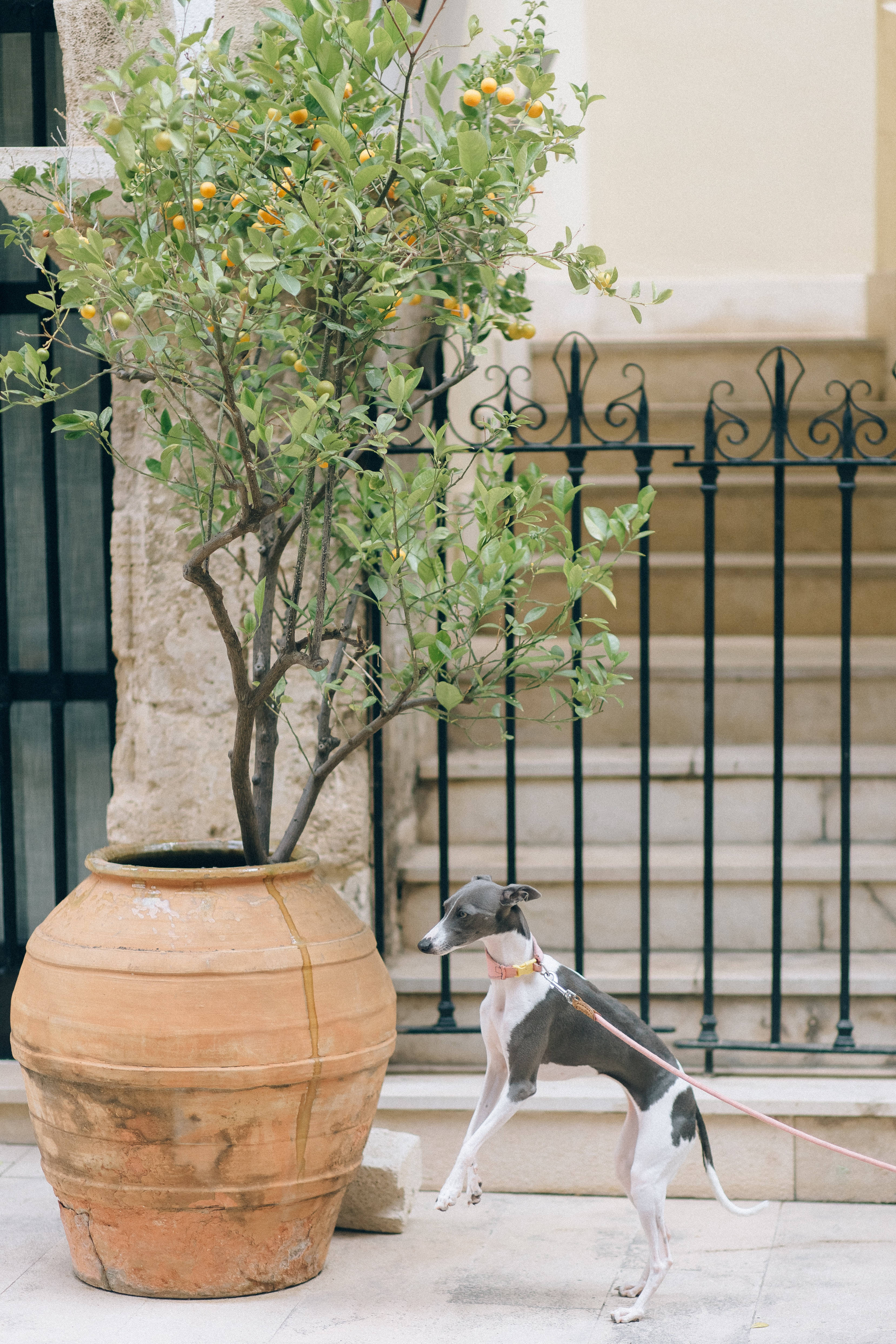 Italian greyhound, terracotta pot, fruit-bearing citrus tree, 4K Phone Wallpaper