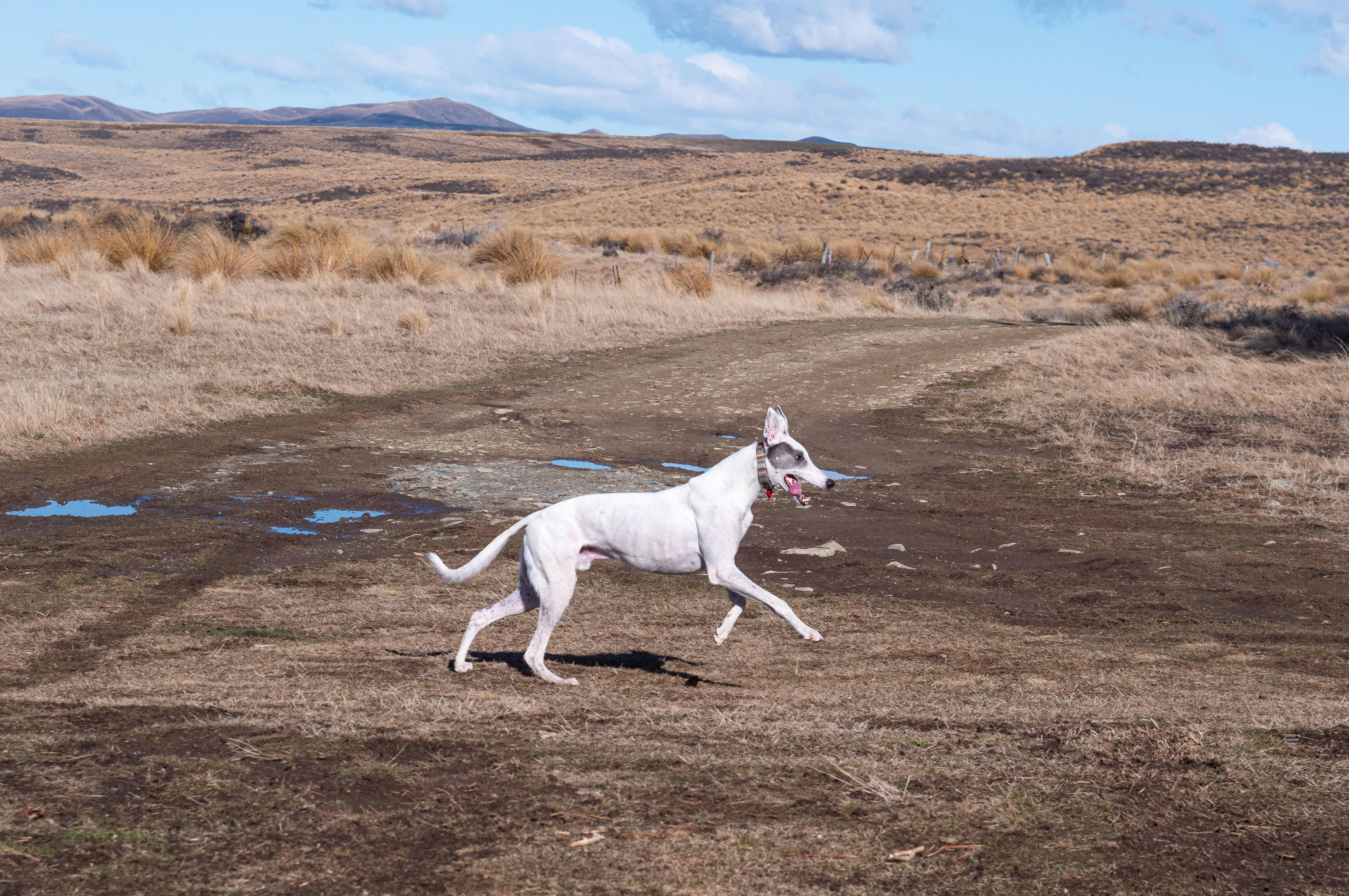 Greyhound, white dog, dry grassy field, 4K Desktop Wallpaper