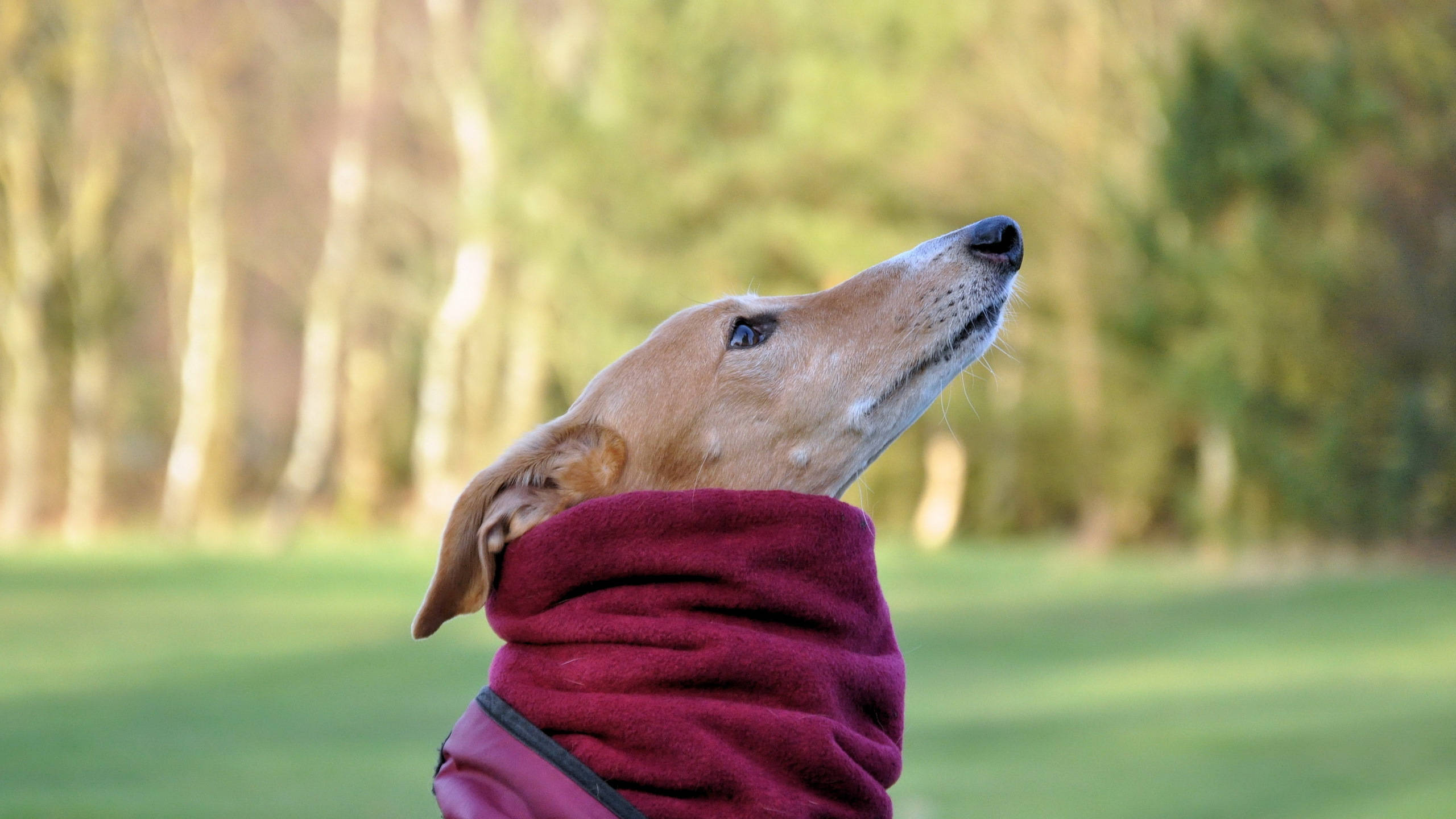 Greyhound, red scarf, maroon fleece scarf, 2K Desktop Wallpaper