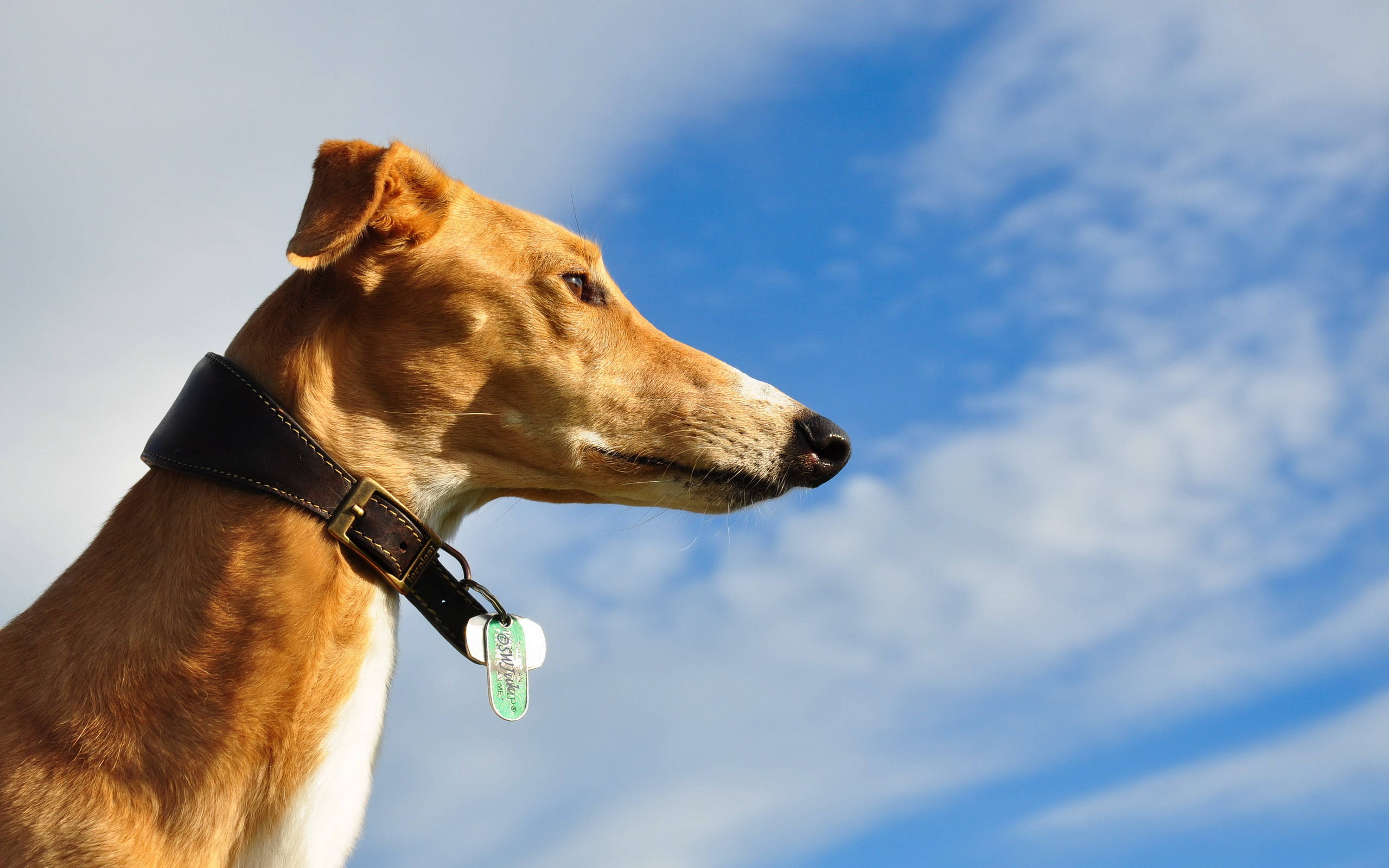 Greyhound, blue sky, tan dog, 2K Desktop Wallpaper