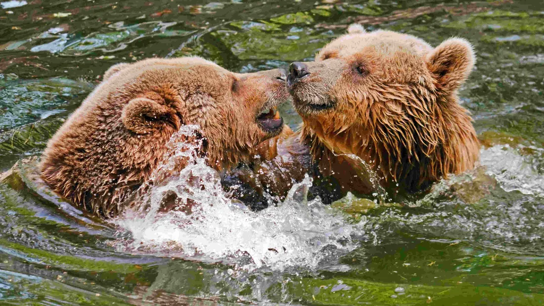 Grizzly bear