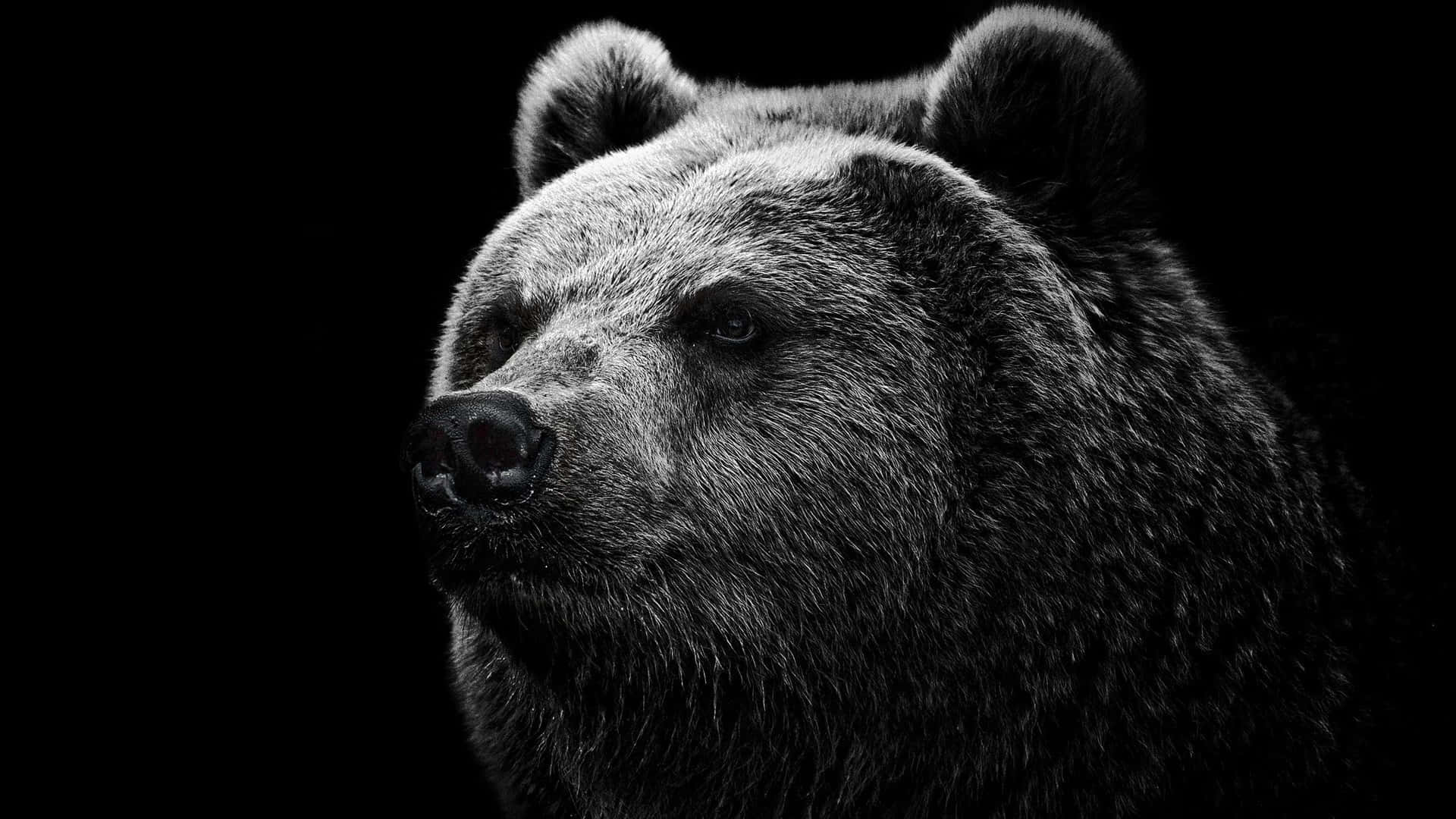 grizzly bear, black and white photo, close-up, Full HD Desktop Wallpaper