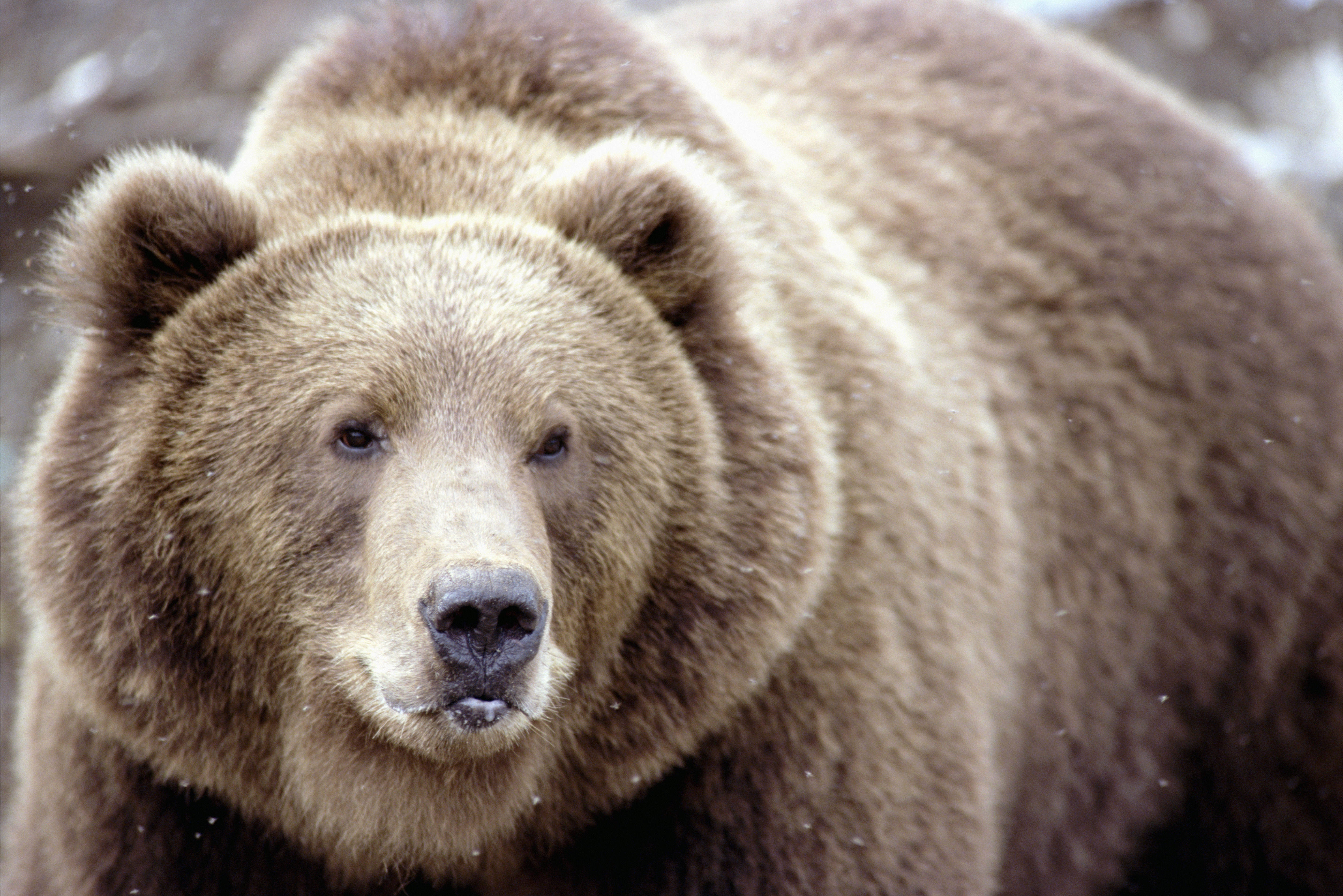 brown grizzly bear, snowy forest, thick fur, 4K Desktop Wallpaper