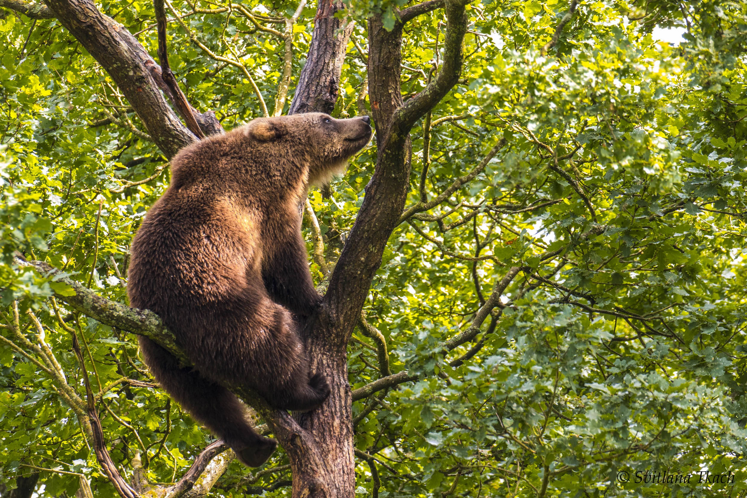 grizzly bear, leafy green tree, dappled sunlight, Full HD Desktop Wallpaper